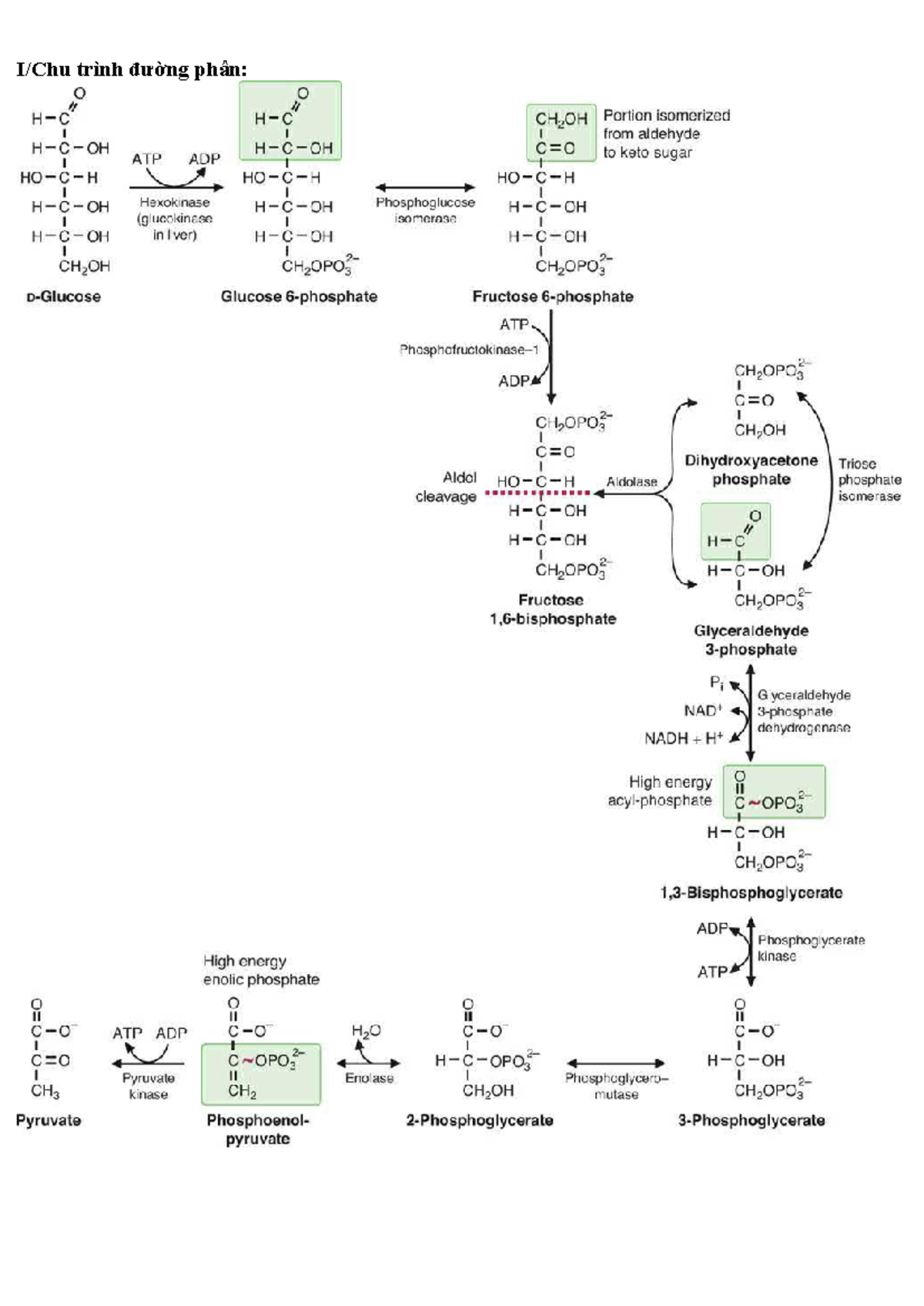 Glycolysis and TCA Cycle Overview: Key Reactions and Regulation - Studocu