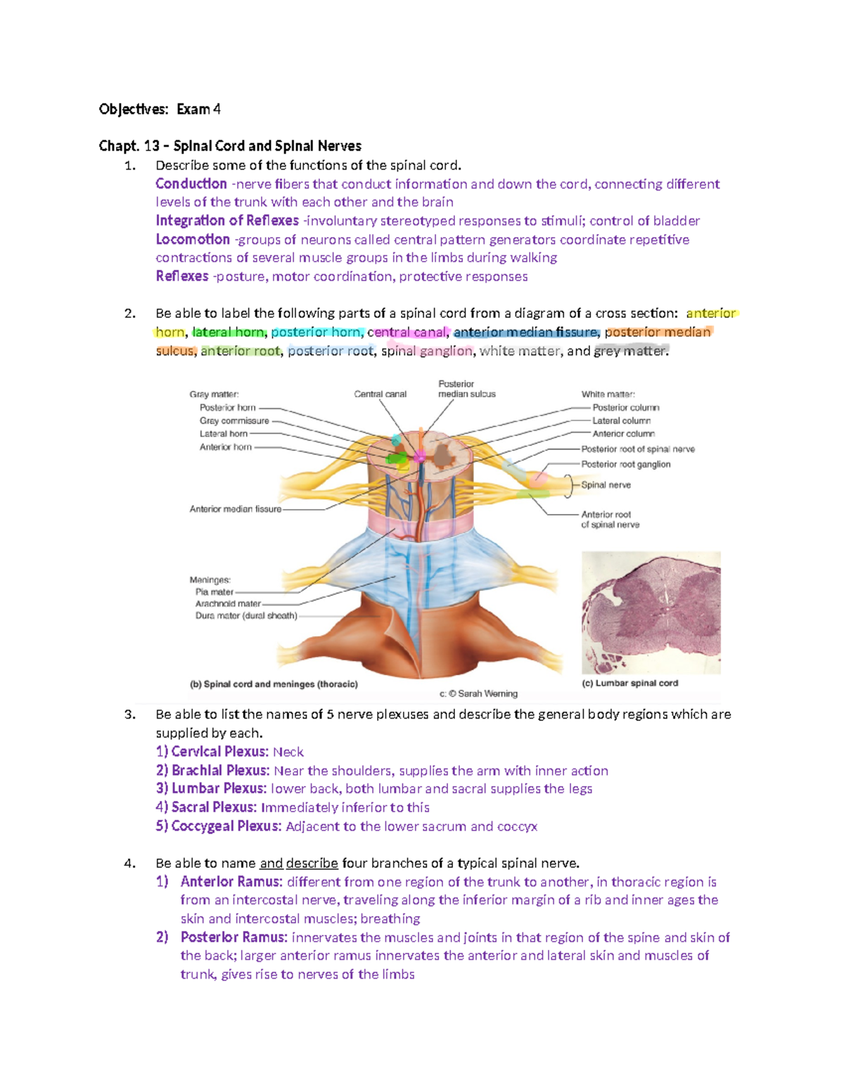Exam 4 Review: Spinal Cord & Nerves (Chapt. 13) Study Guide - Studocu