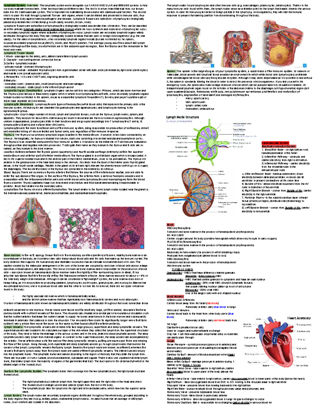 Anatomy notes - lLymphatic System: Overview: The lymphatic system works ...