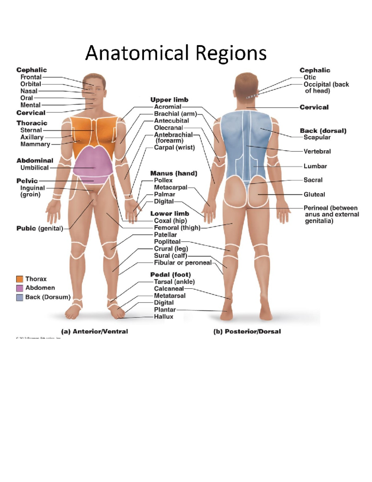 Anatomical Regions Of Human Body