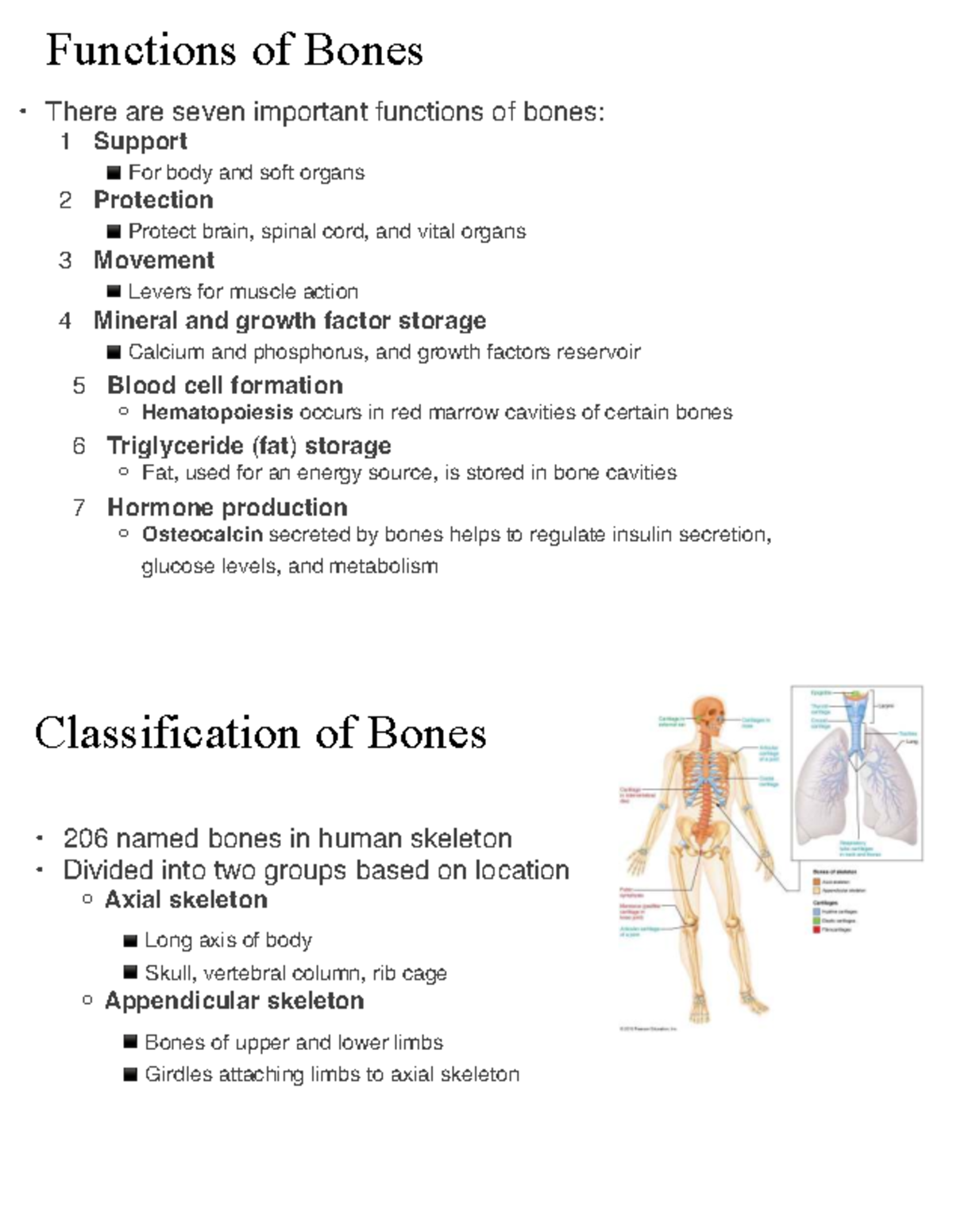 Functions and Classifications of Bones in Human Skeleton Anatomy ...
