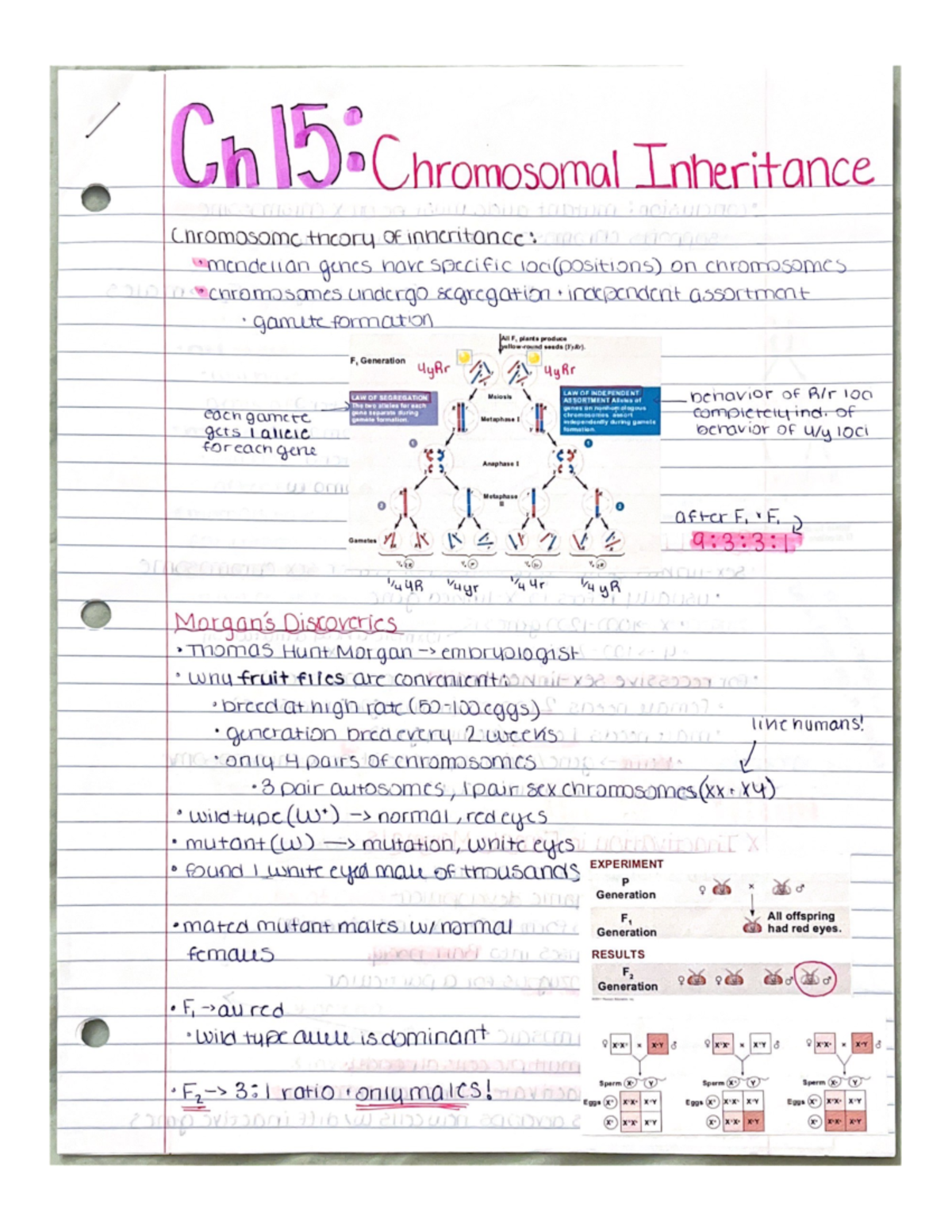 Mendelian Genetics: Chapter 15 Overview & Key Concepts - Studocu