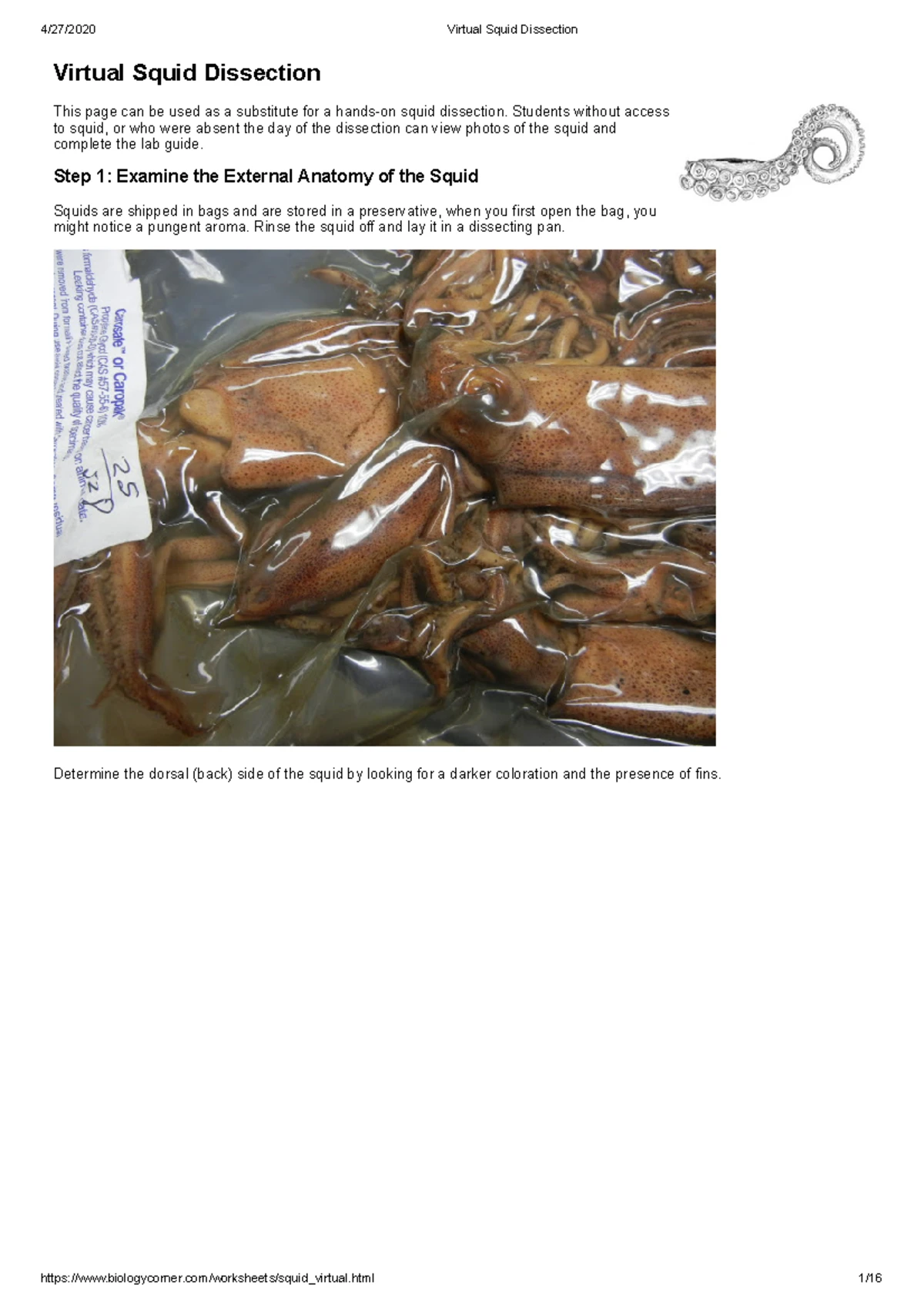 Overview of Phylum Mollusca: Diversity, Anatomy, and Function ...