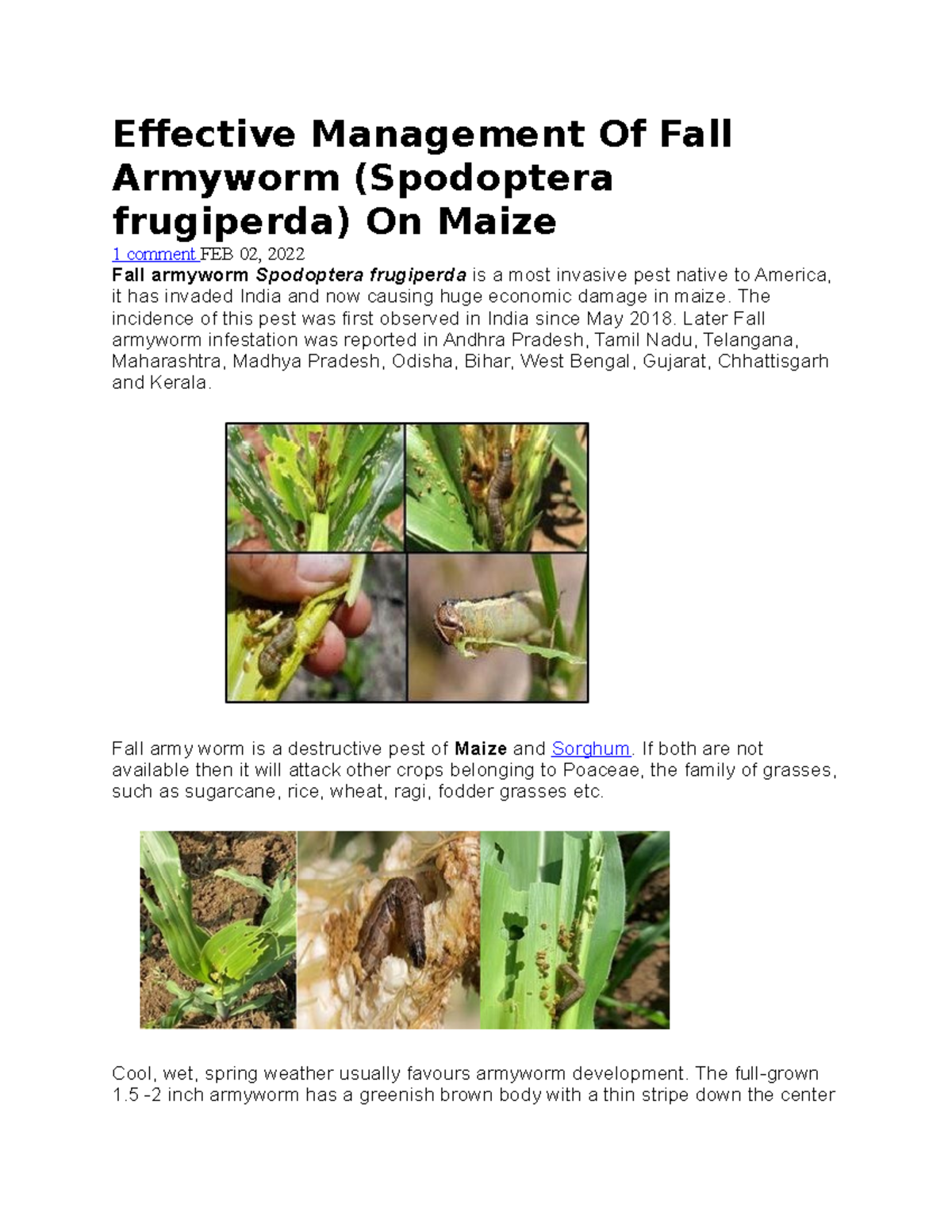 Management Strategies for Fall Armyworm on Maize: A Guide - Studocu