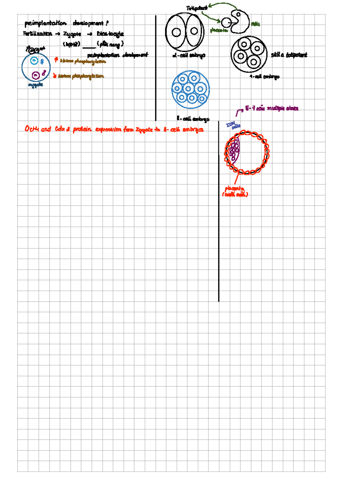 Telomeres and Aging: Class Notes on Preimplantation Development - Studocu
