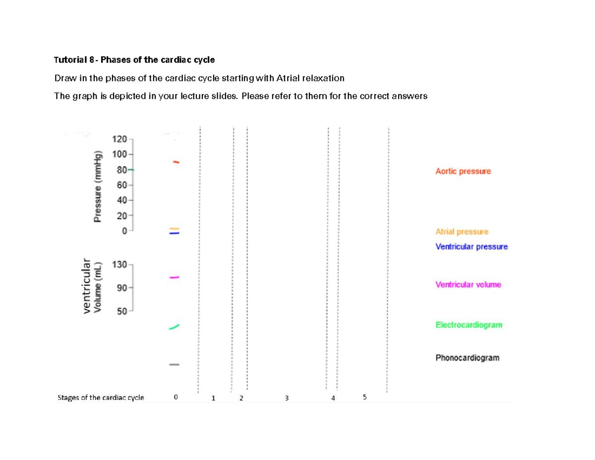 Tutorial 8: Cardiac Cycle Phases Review Activity - Answer Key - Studocu