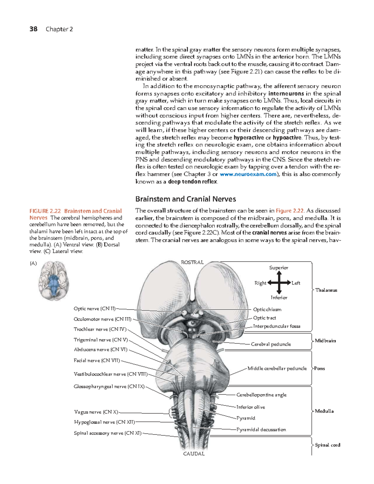 Neuroanatomy Overview: Chapter 2 - Brainstem & Cranial Nerves Insights ...