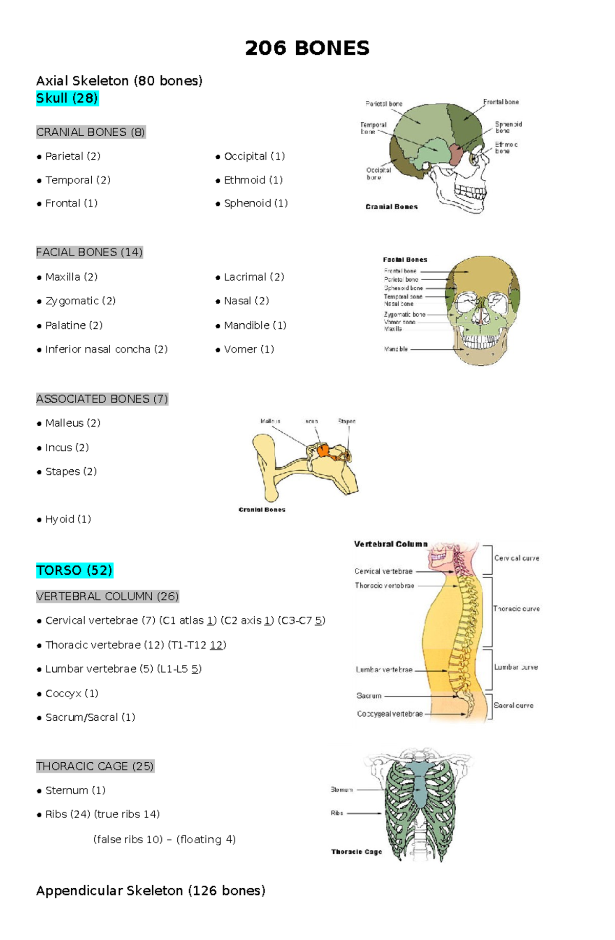 206-bones - this tackles about anaphy - 206 BONES Axial Skeleton (80 ...