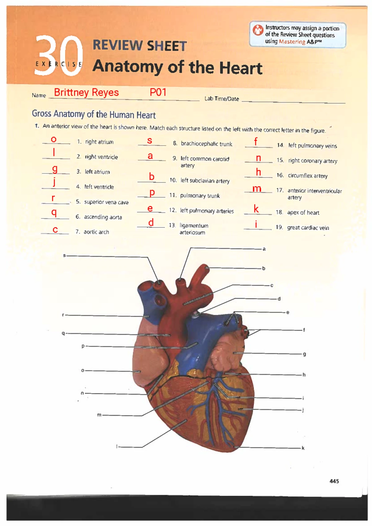 AP 201L Lab 1: Understanding Anatomical Directional Terms - Studocu