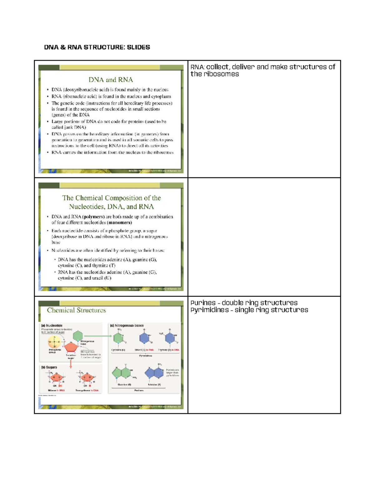 DNA & RNA Structure Lecture Slides (GL1.2) - DNA & RNA STRUCTURE ...
