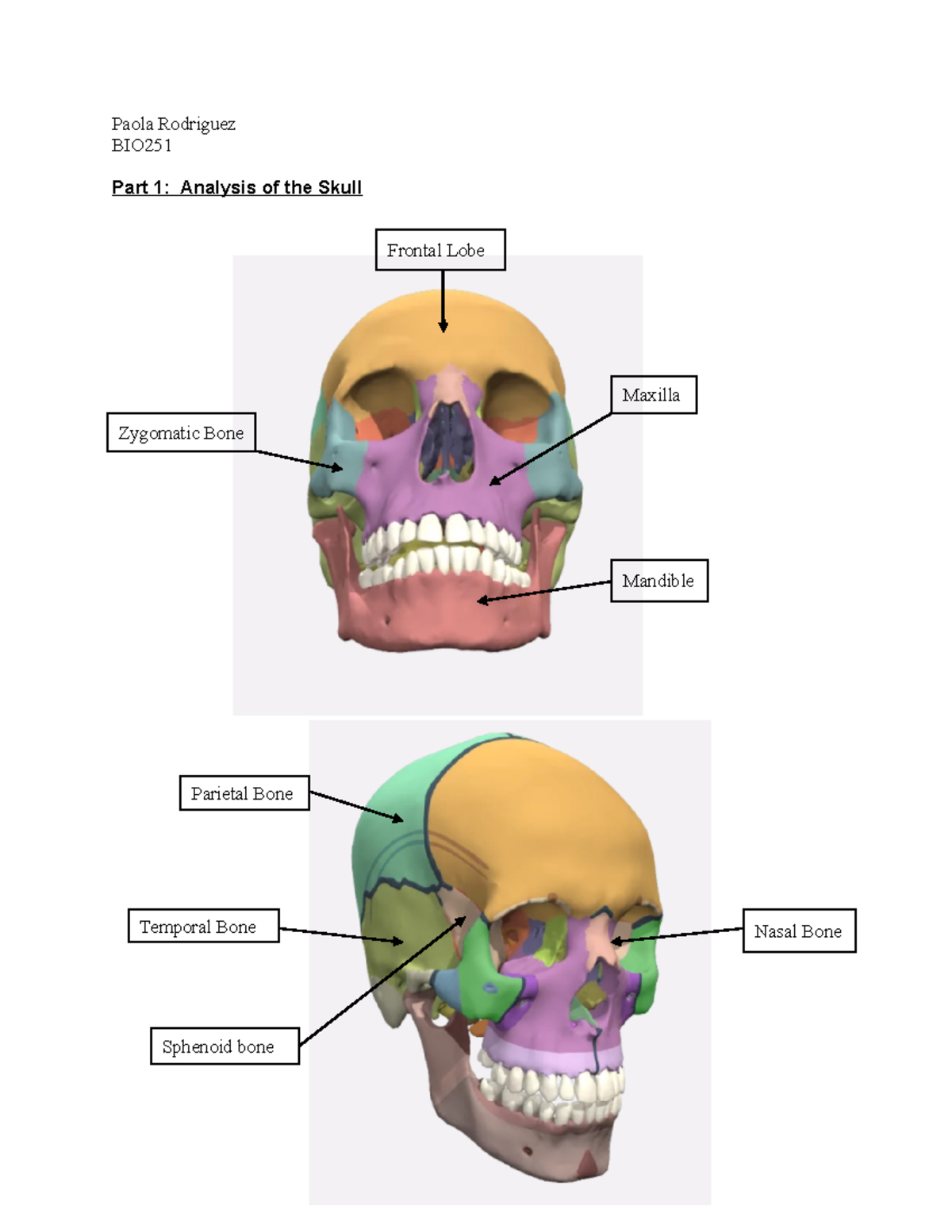 解剖学 1 Anatomy 1 Anatomy & Physiology I (Chapters 1,2,3) Exam 1 Flashcards