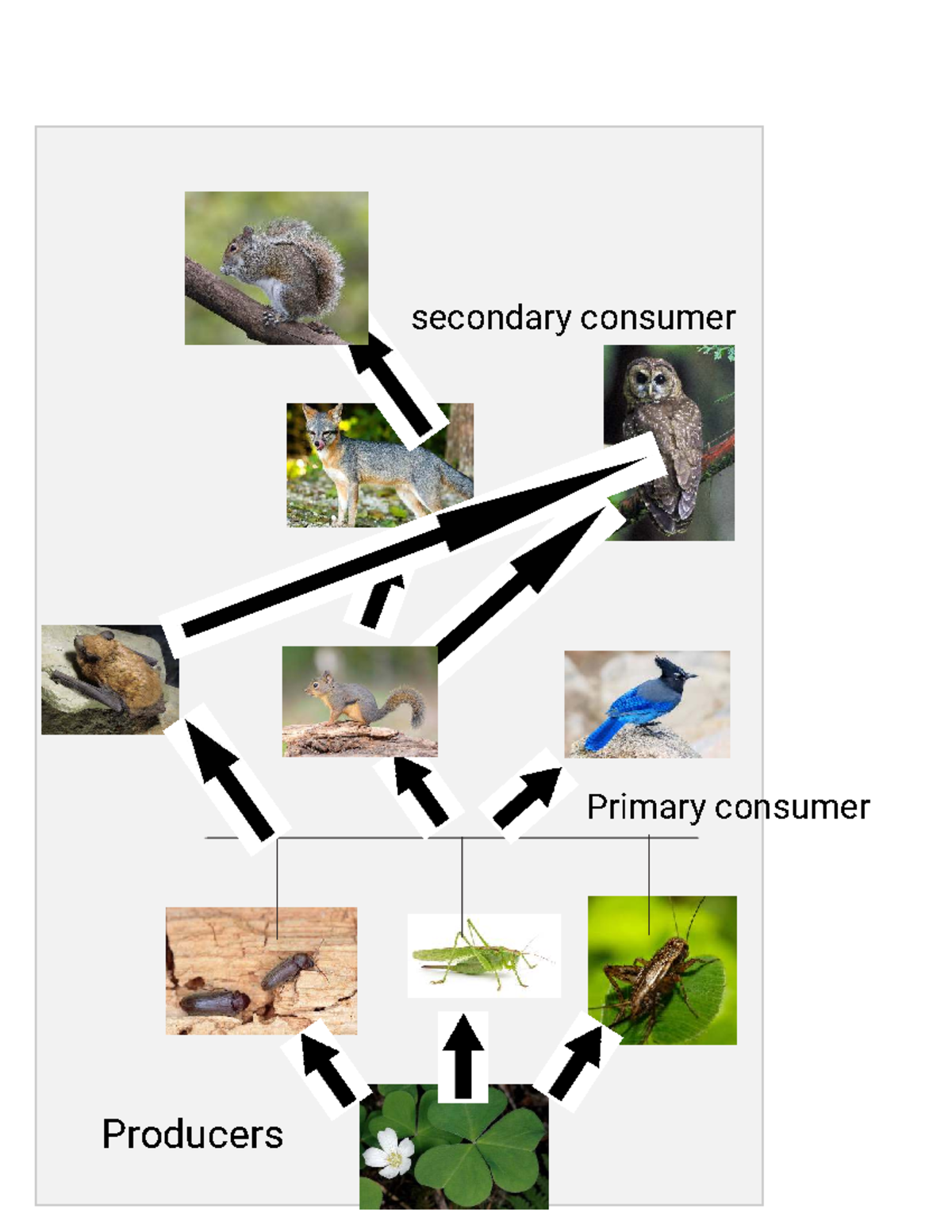 Michelle Braimoh Food Web - TLL-692 - secondary consumer Primary ...