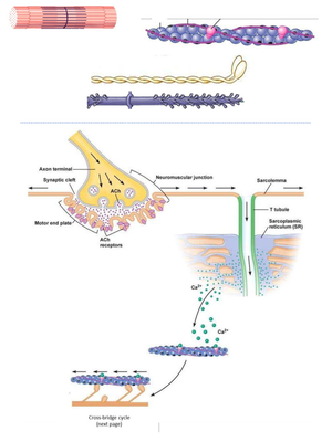 09-cross bridge - lecture slides - Muscle Contraction - Studocu