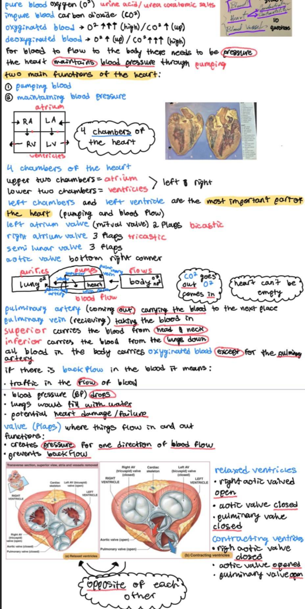 Comprehensive Study Guide for Course XYZ: Heart Function & Blood Flow ...