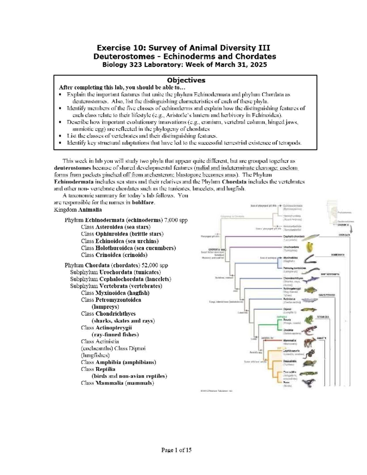 Lab 10 - Survey of Eukaryotic Diversity in Animal Phyla - SP25-BIOL323 ...