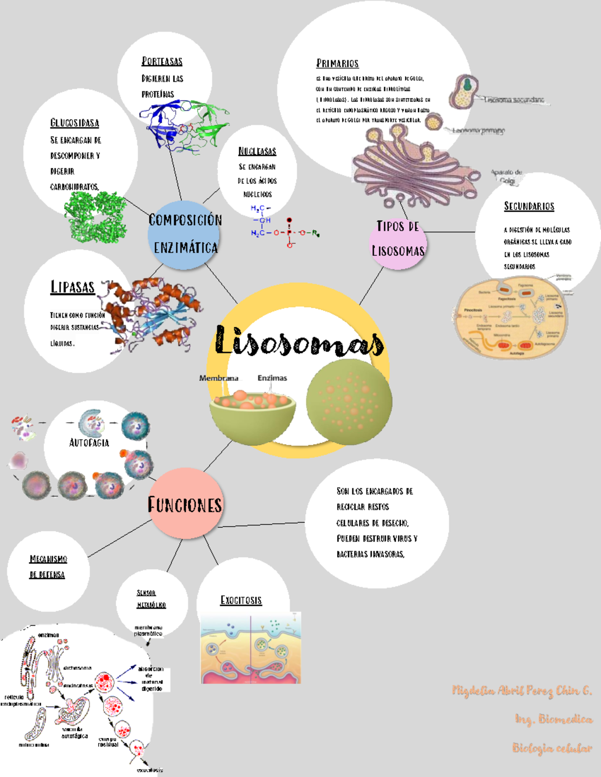 Lisosomas: Mapa Mental de Funciones y Composición (Biología Celular ...