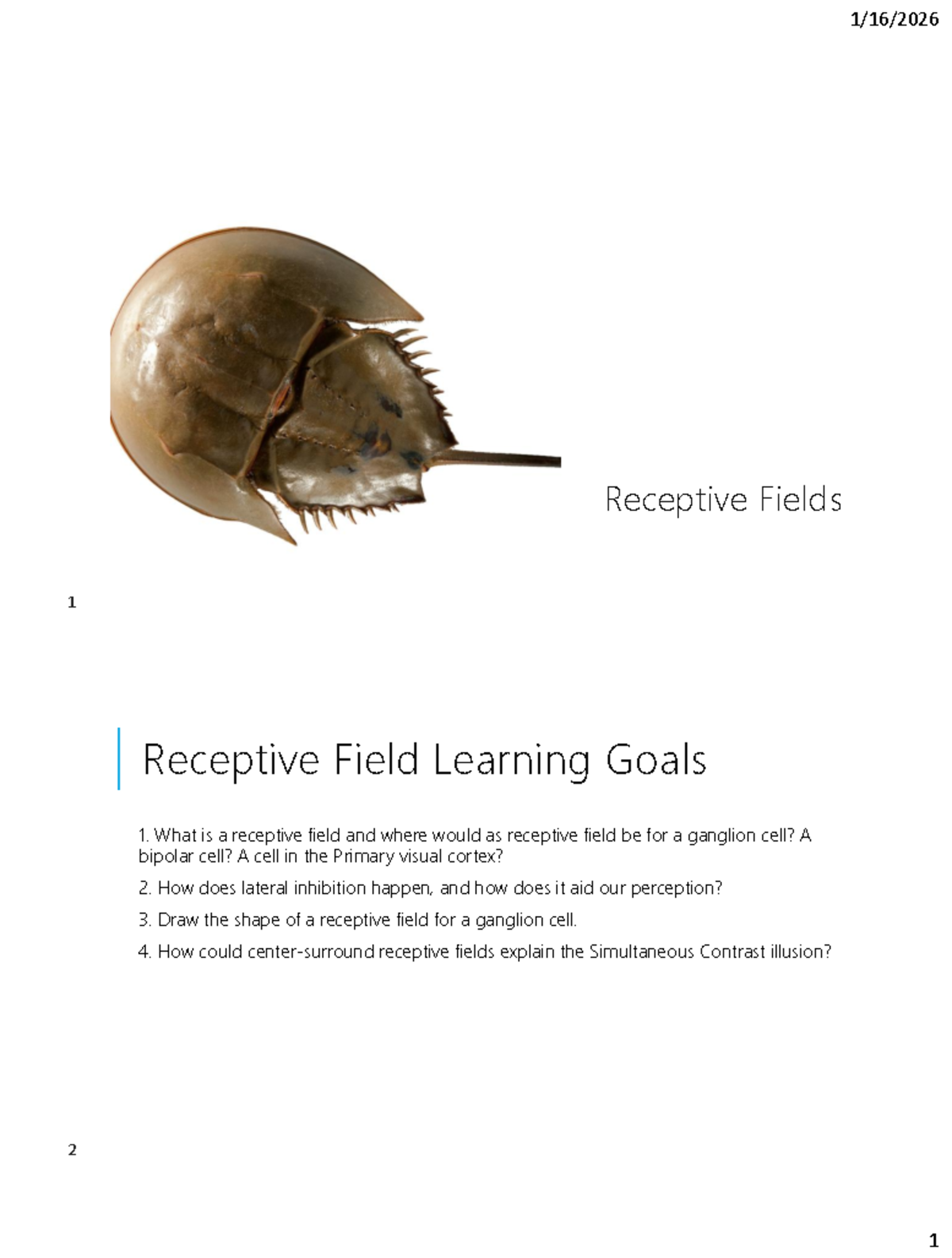 Receptive Fields: Understanding Visual Processing - Studocu