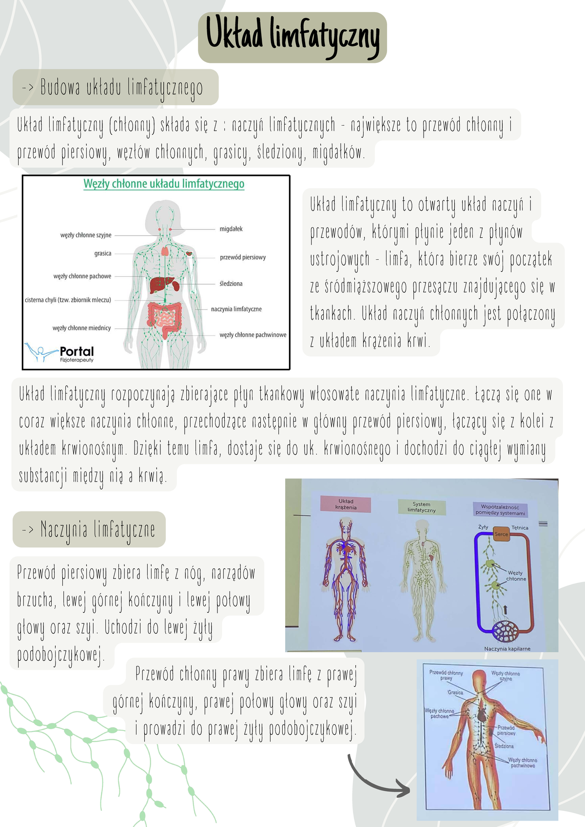 Wskaż Funkcje Które Pełni Układ Limfatyczny www.studocu.com