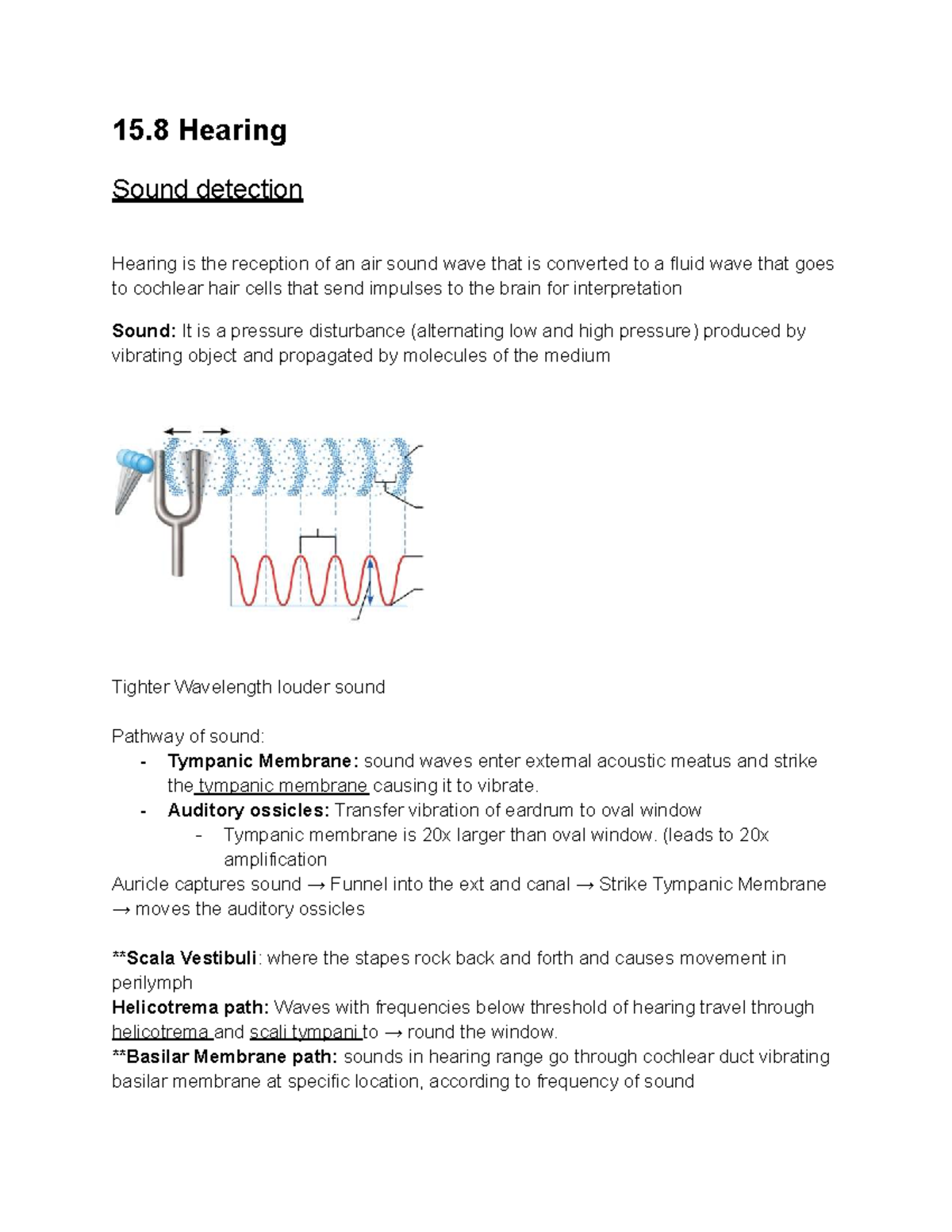 Special Senses Part D - Lecture Notes on Hearing Sound Detection - Studocu