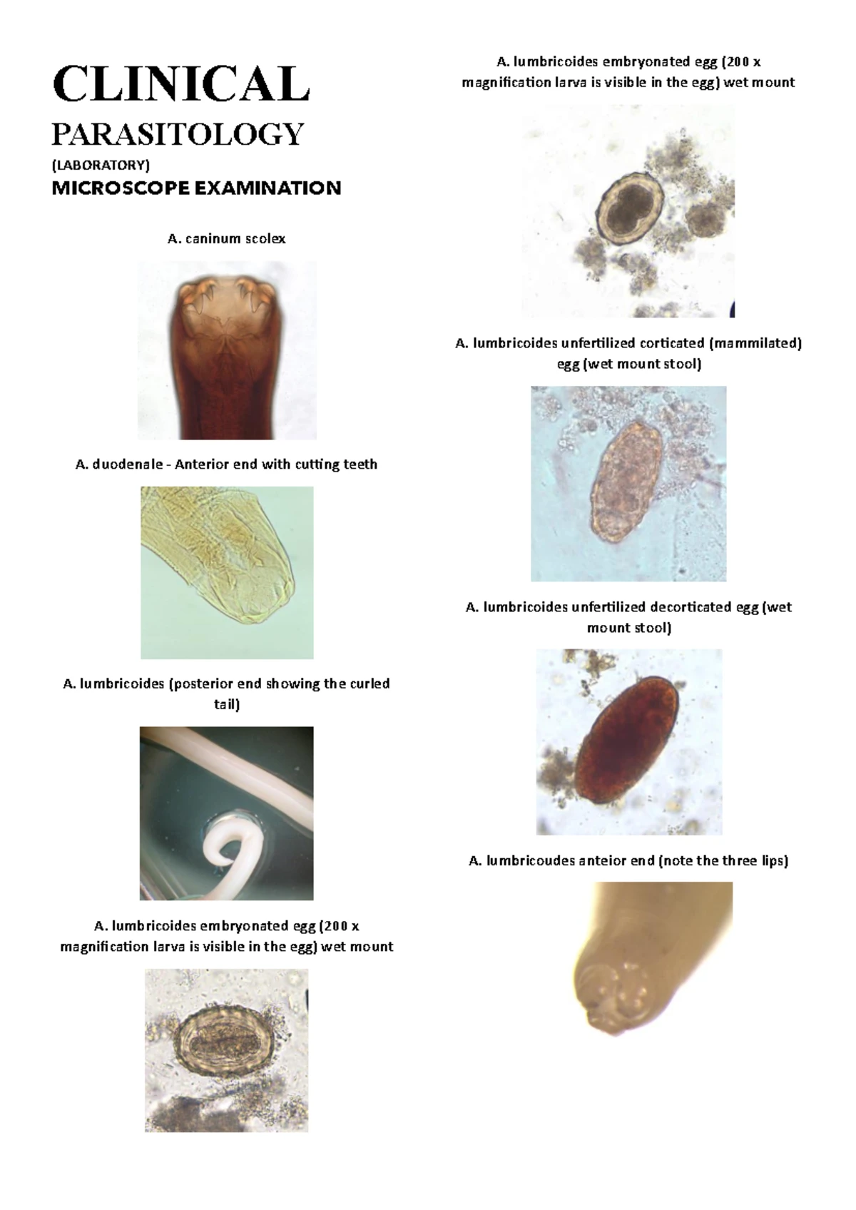 Plasmodium spp. - Comprehensive Notes on Malaria Parasites - Studocu
