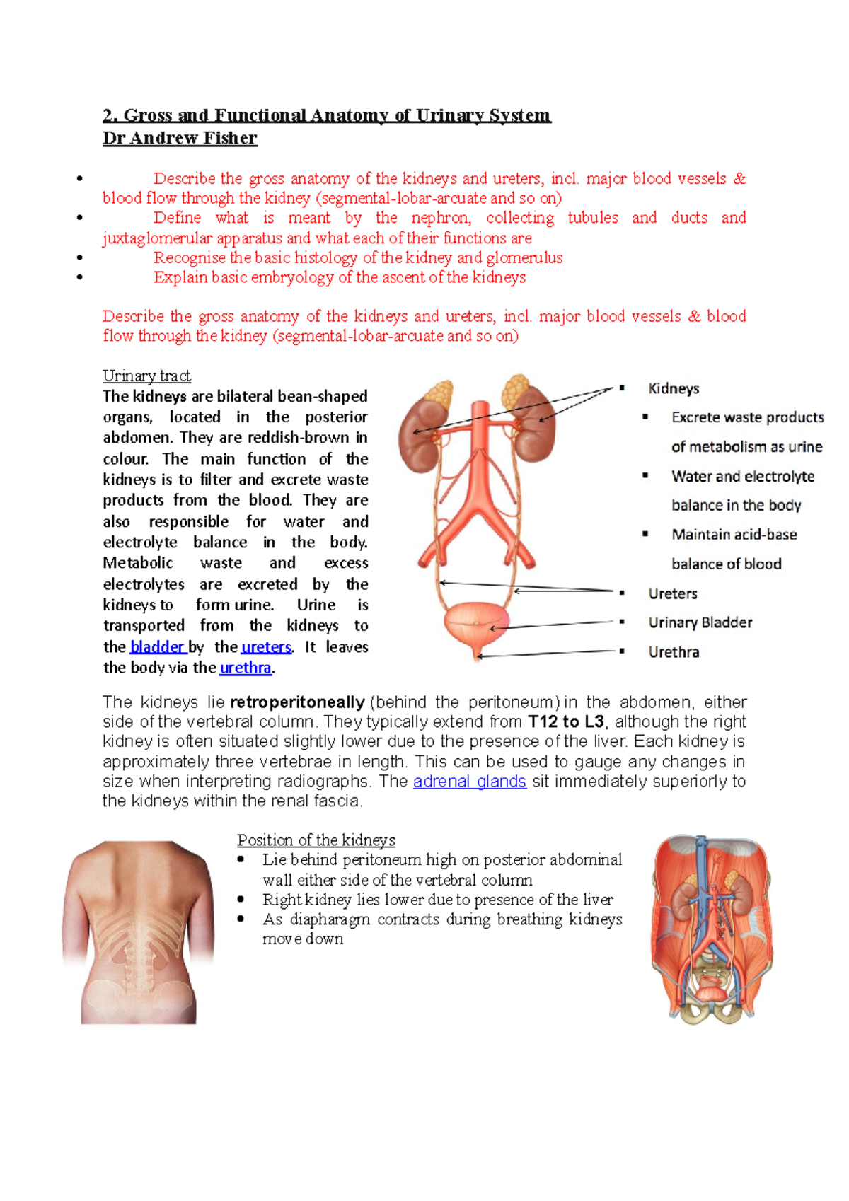 Gross and Functional Anatomy of the Urinary System: A Comprehensive ...