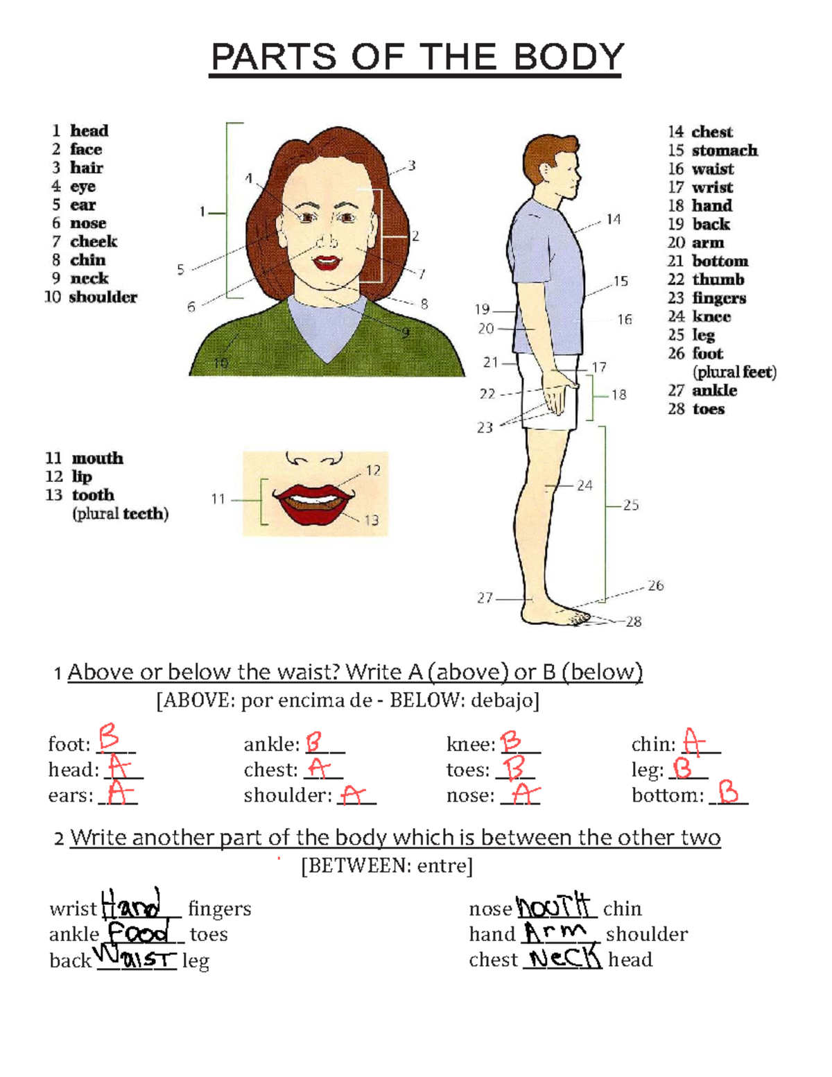 3. Parts of the Body - Lesson on Anatomy and Body Parts - Studocu