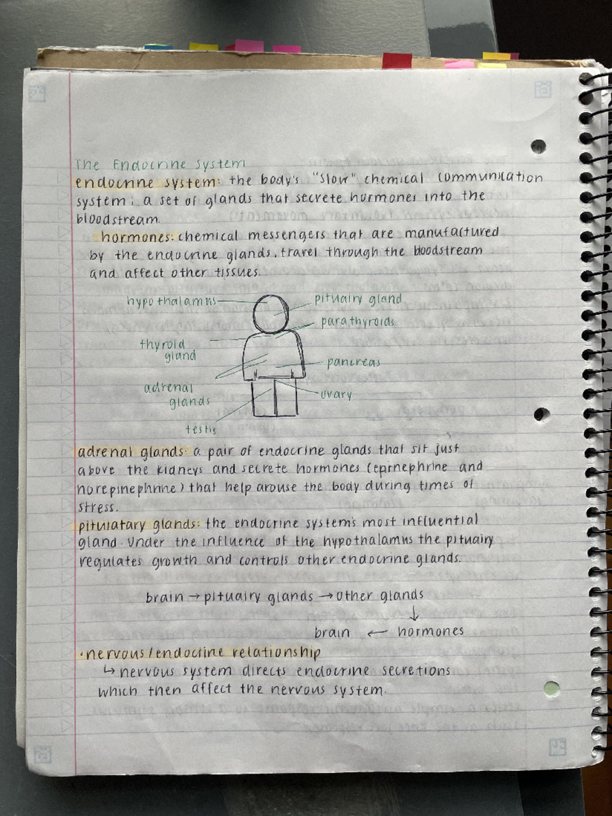 AP Psychology: Nature vs. Nurture Comprehensive Notes - Studocu