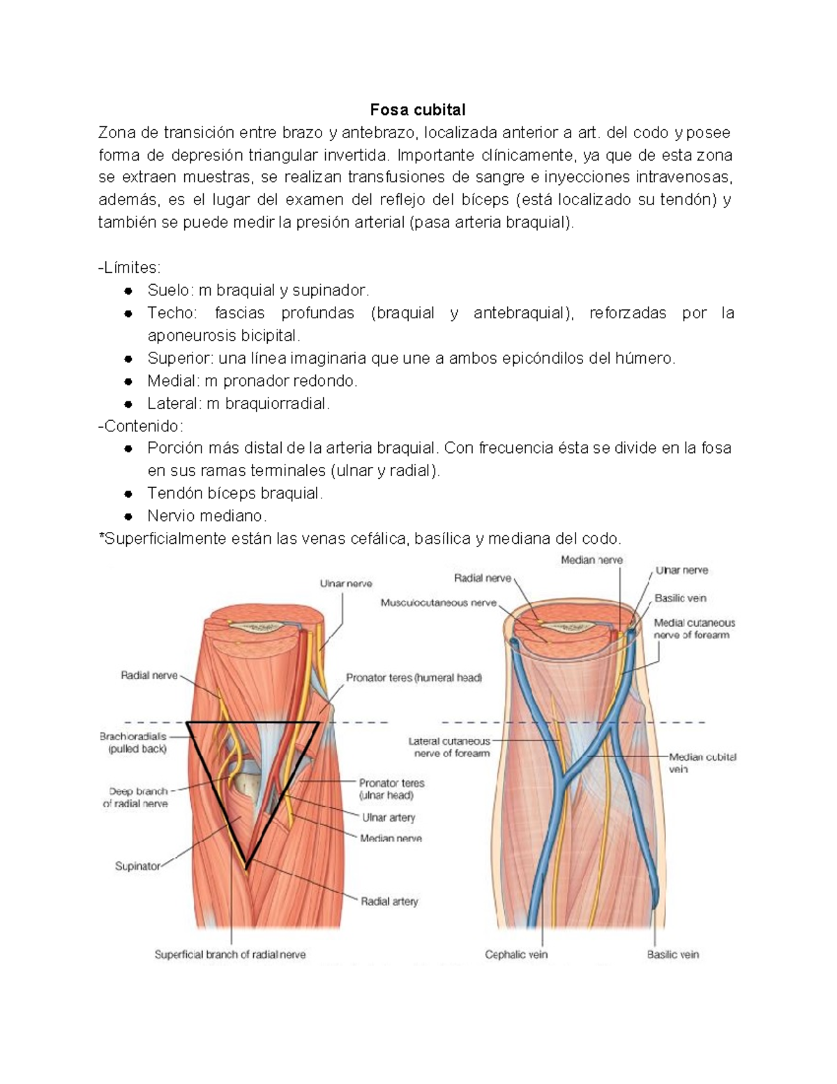 Anatomía De La Fosa Antecubital Proyecciones En Superficie De La