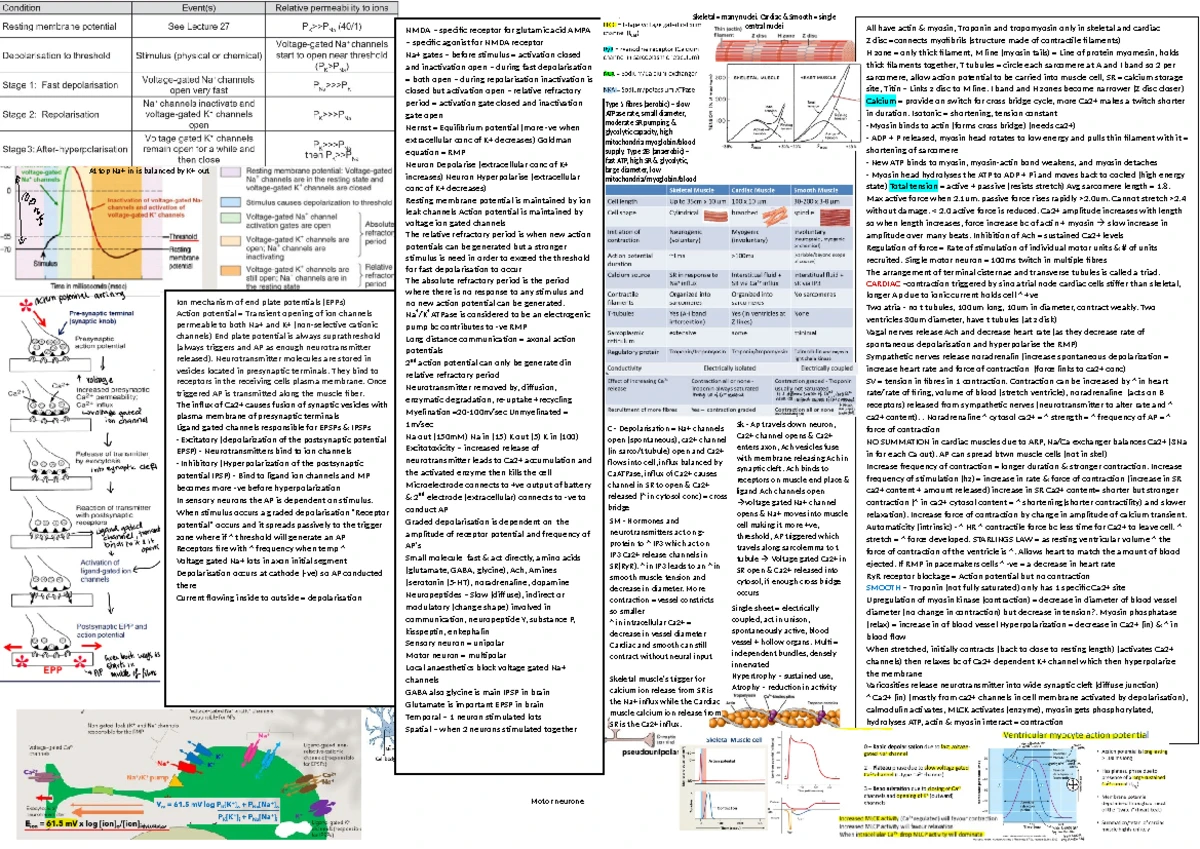 Bio 101 Mid-Semester Cheat Sheet: Cells, Tissues & Body Systems - Studocu
