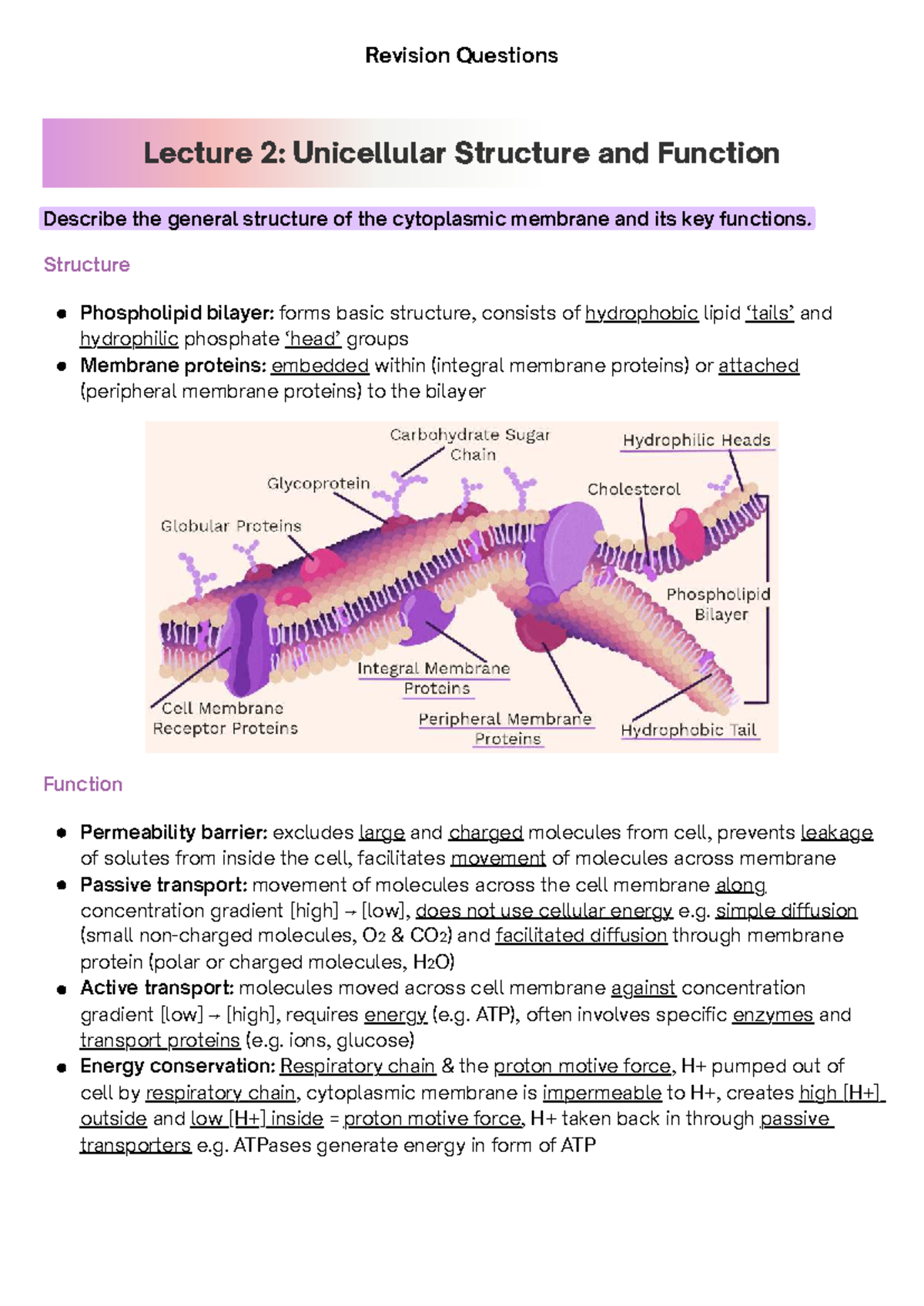 Microbiology Quiz Revision Questions: Structure & Function Insights ...