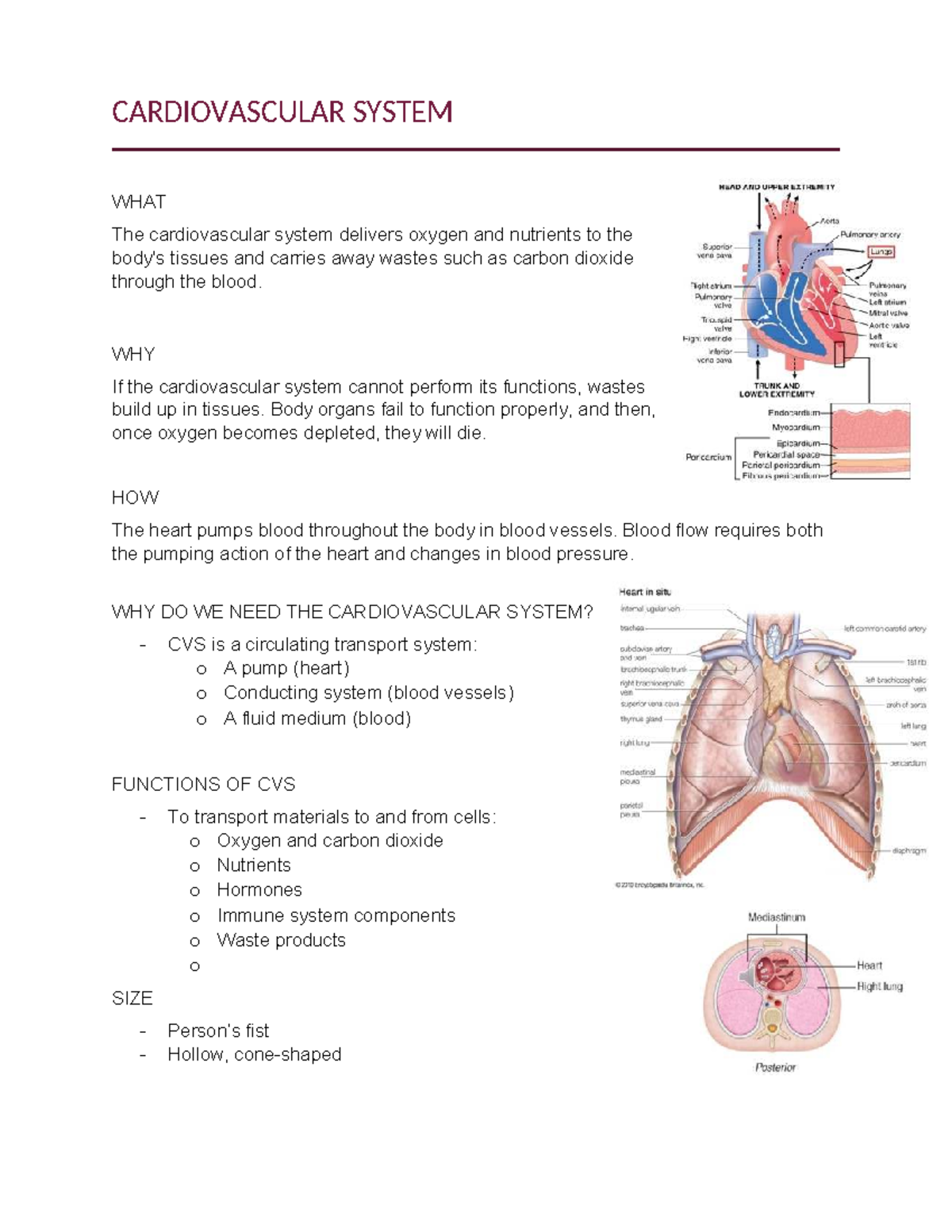 CARDIOVASCULAR SYSTEM: FUNCTIONS, STRUCTURE, AND CIRCULATION - Studocu