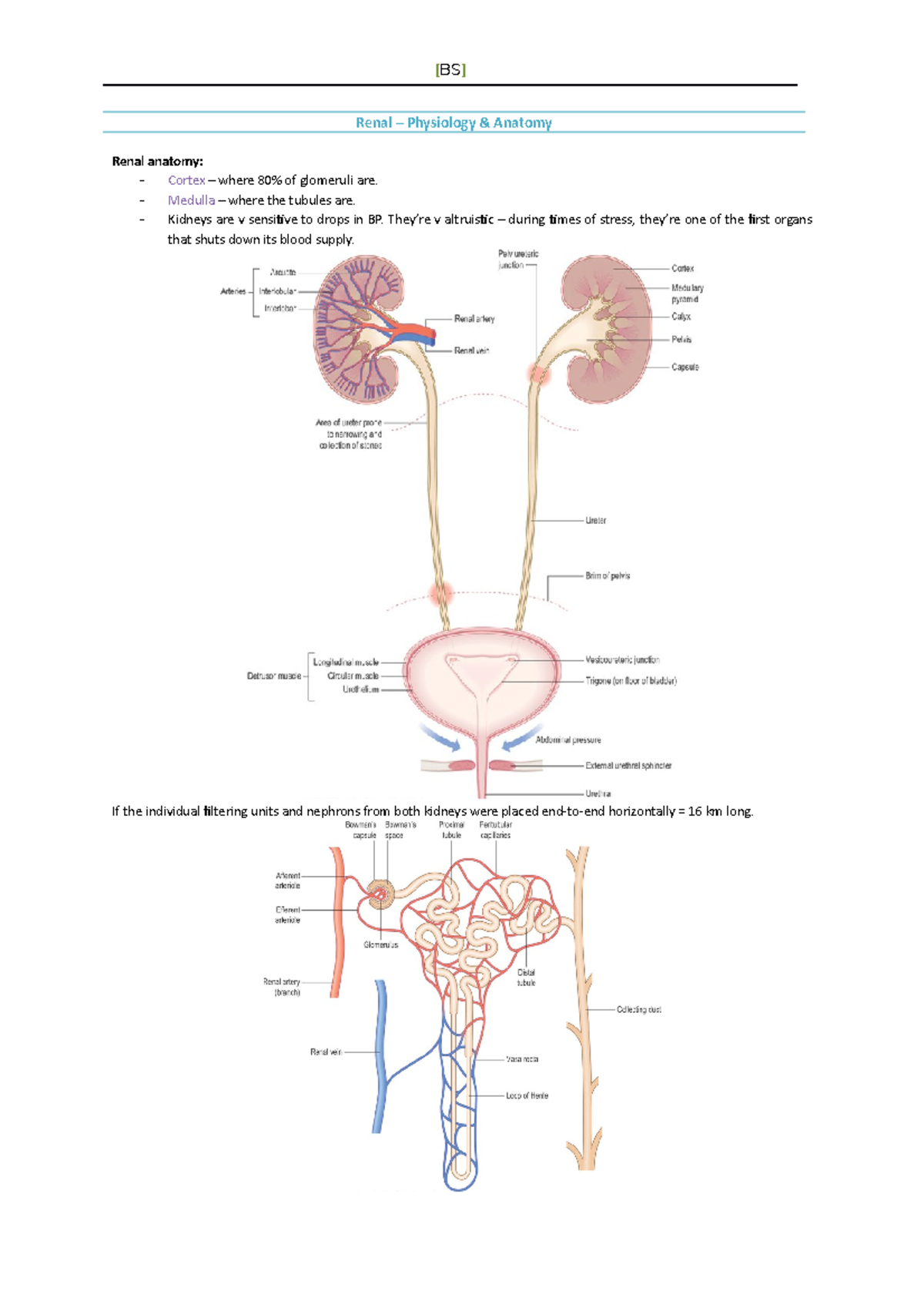 Renal Anatomy & Physiology Overview - Summary Notes for BIO 202 - Studocu