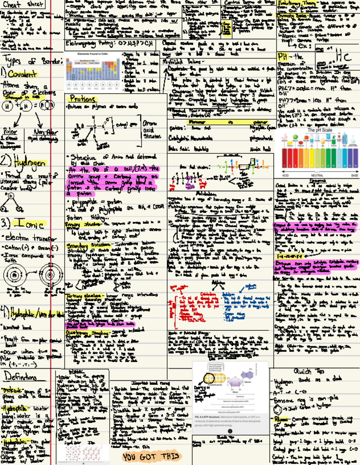 Final Exam Cheat Sheet for Biology 101: Key Concepts & Terminology ...