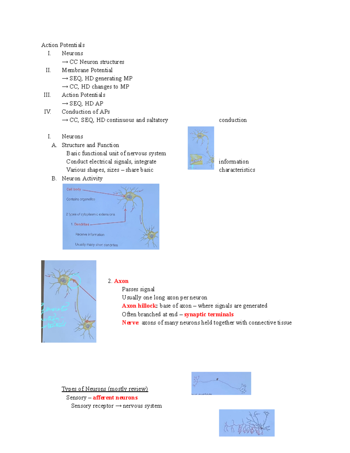 Copy of Action Potentials - Action Potentials I. Neurons → CC Neuron ...