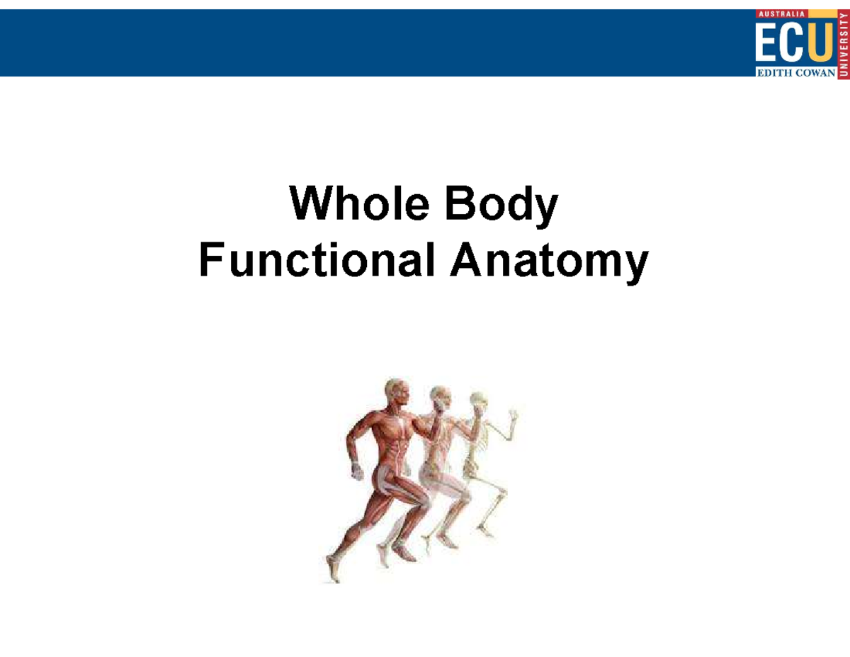 Whole Body Functional Anatomy: Movement and Training Insights - Studocu