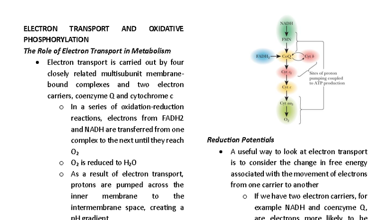 ELECTRON TRANSPORT & OXIDATIVE PHOSPHORYLATION - Biochemistry 2 Notes ...