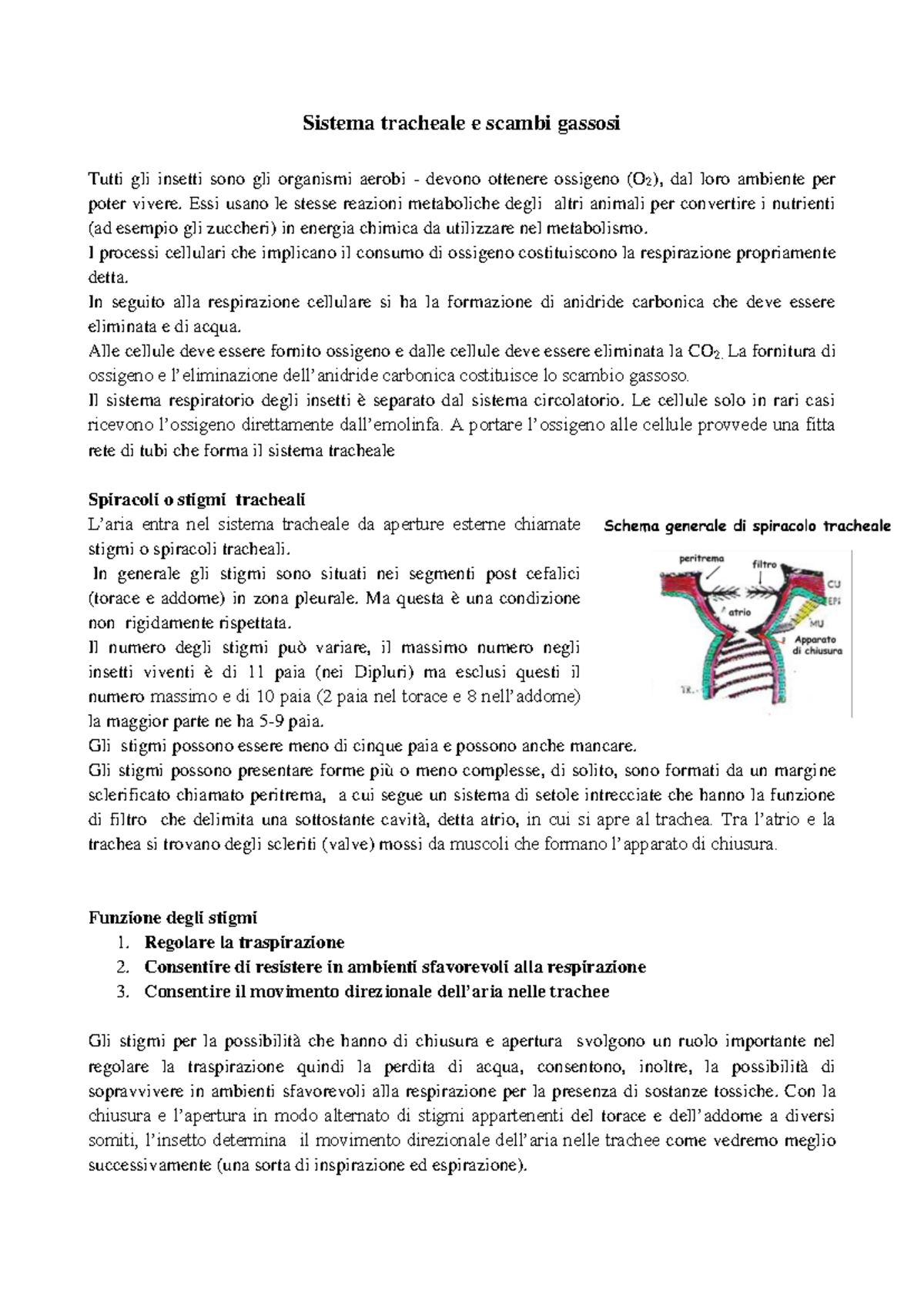 Sistema Respiratorio Insetti: Trachee, Spiracoli e Respirazione ...