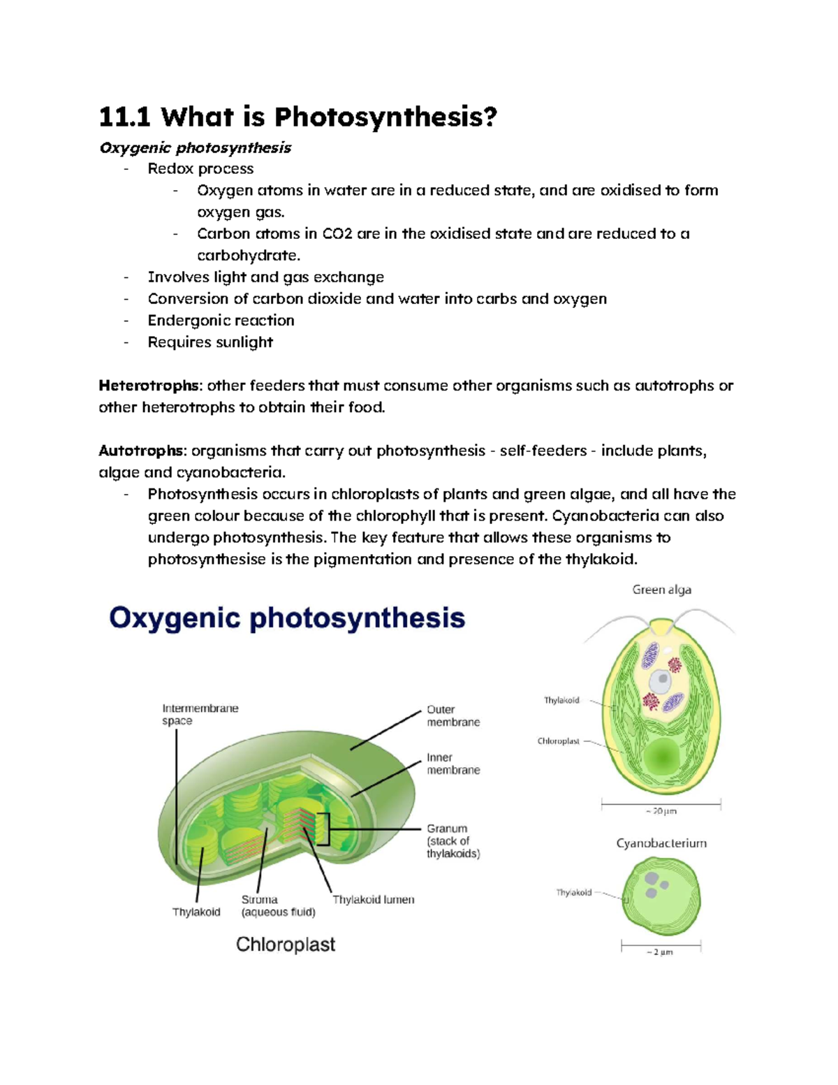 BIOL10008 (2025) Overview of Photosynthesis Mechanisms - Studocu