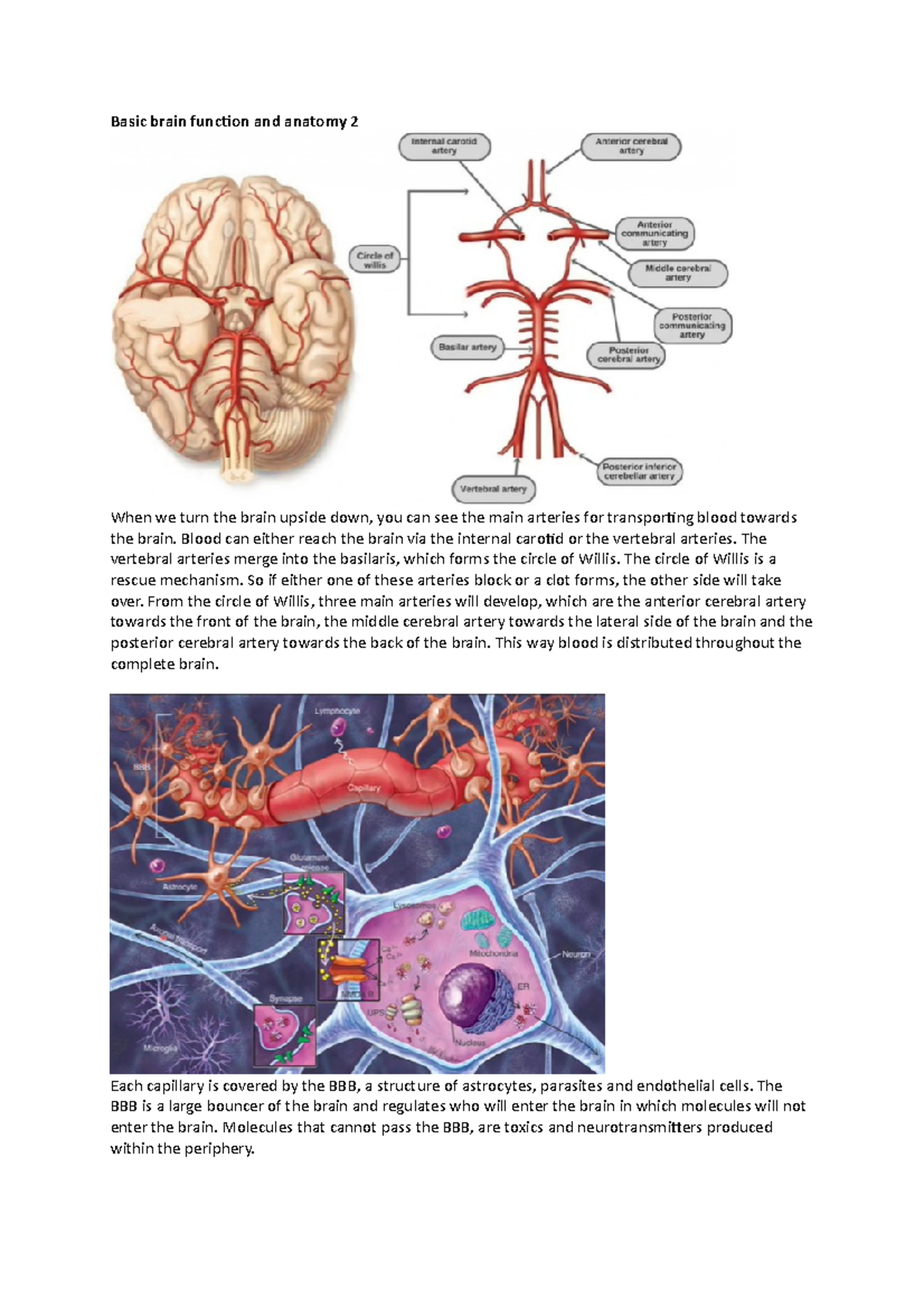 Basic Brain Function & Anatomy II: A Knowledge Clip Overview - Studeersnel
