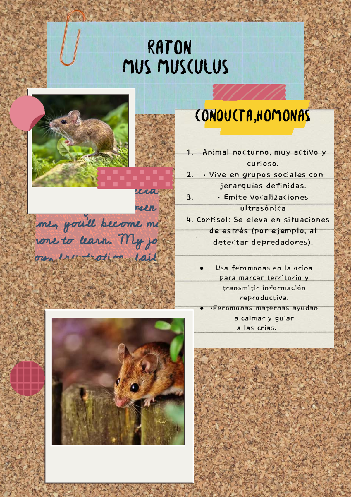 Conducta y Hormonas de Animales: RATON, PERRO, MARIPOSA, ABEJA, GUSANO ...