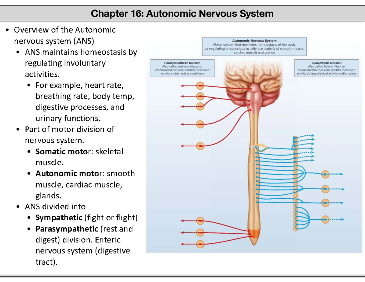 Chapter 14: Integration of Nervous System Functions & Sensory Pathways ...
