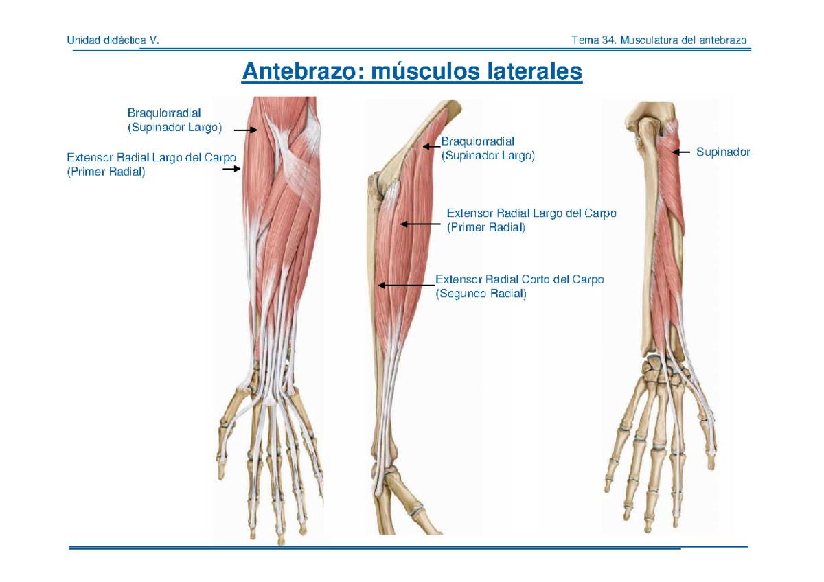 Anatomía del Antebrazo: Músculos Lateral y Posterior - 4º Parte - Document Preview