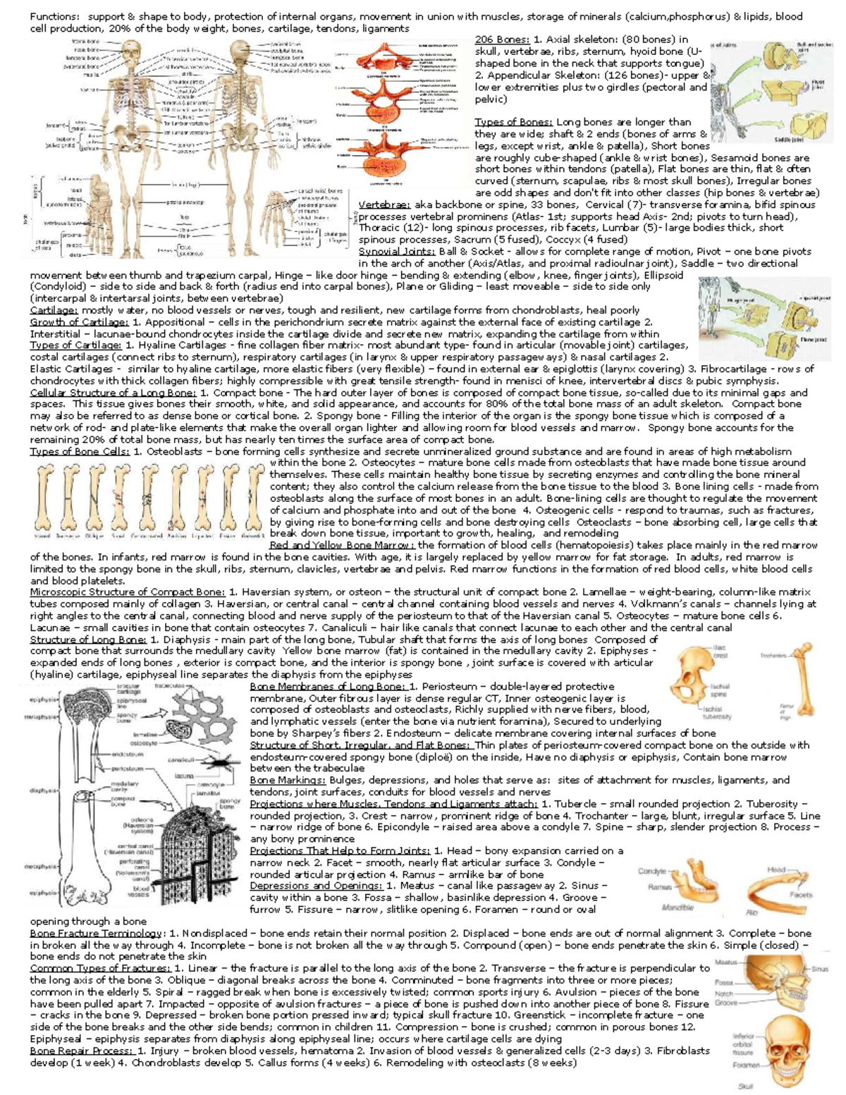 Anatomy & Physiology (ANP101) Final Exam Cheat Sheet Overview - Studocu