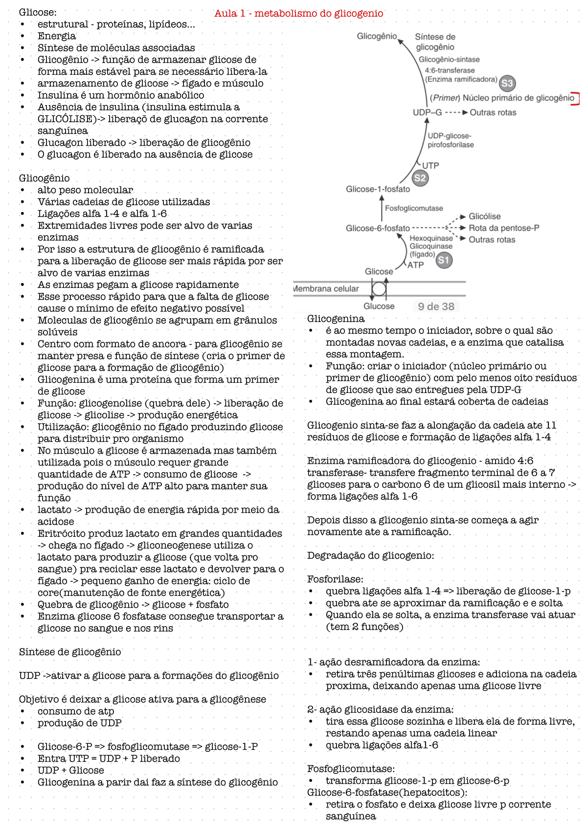 Bioquímica Básica: Metabolismo da Glicose e Glicogênio (Aula 1) - Studocu