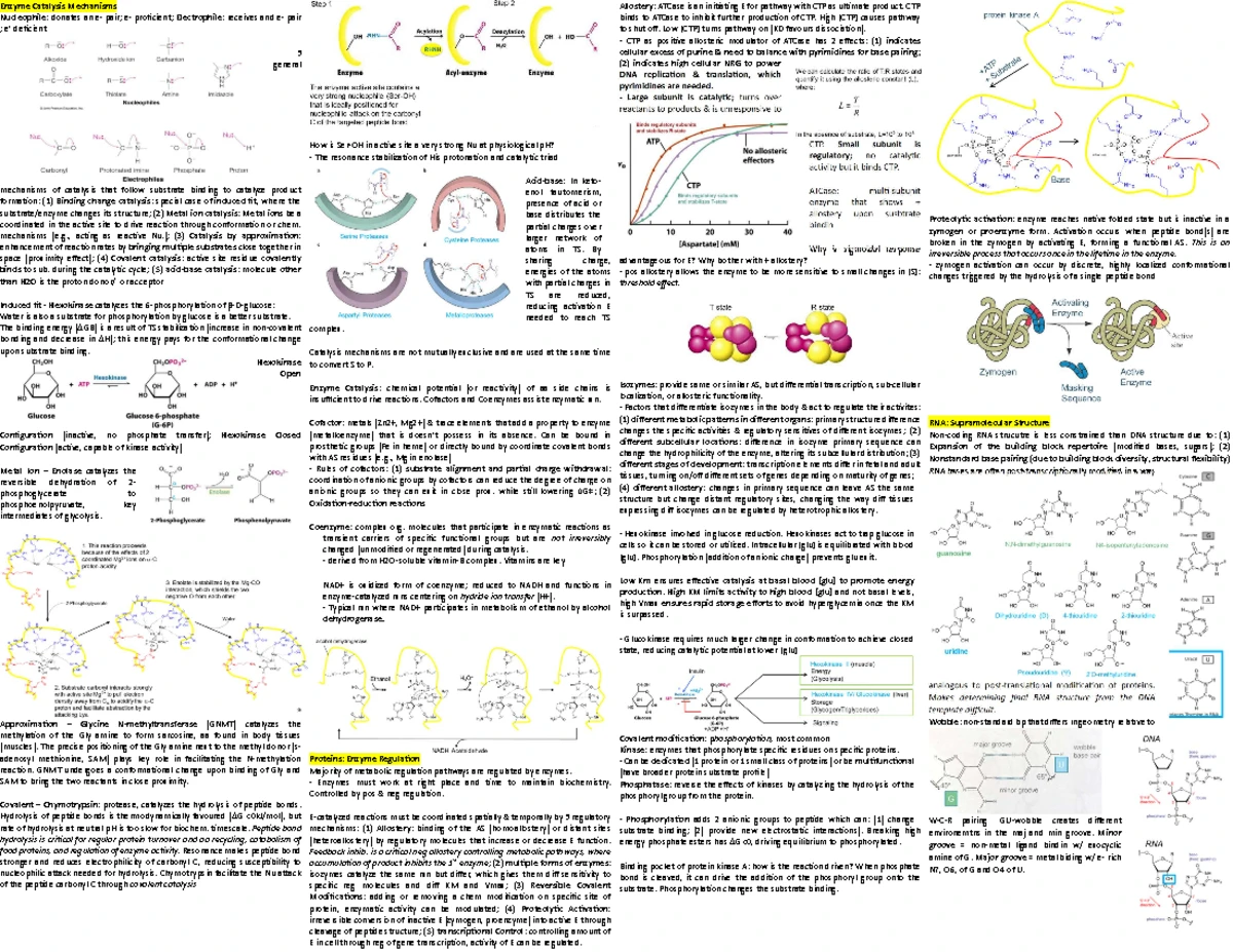 Quiz 4 Biochemistry Study Guide: Key Concepts & Tips - Studocu