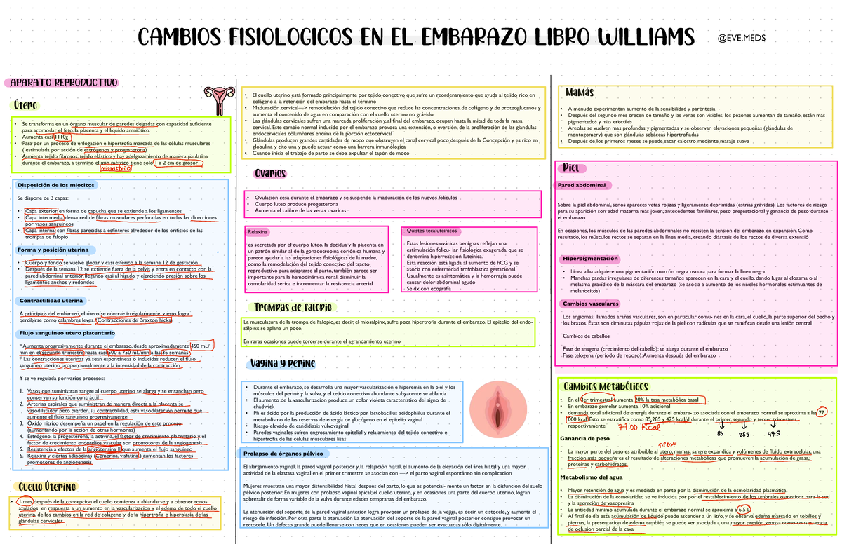 Resumen de Cambios Fisiológicos en el Embarazo - Doc 3 - Document Preview
