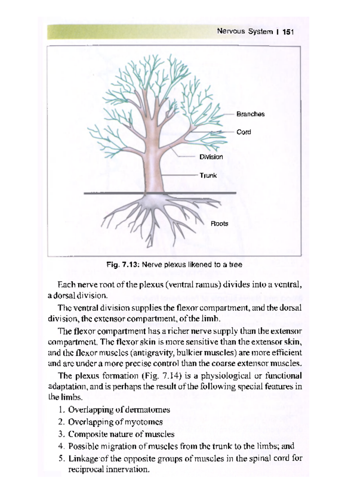 Bd chaurasias handbook of general anatomy 19 - Nervous System I 151 Fig ...