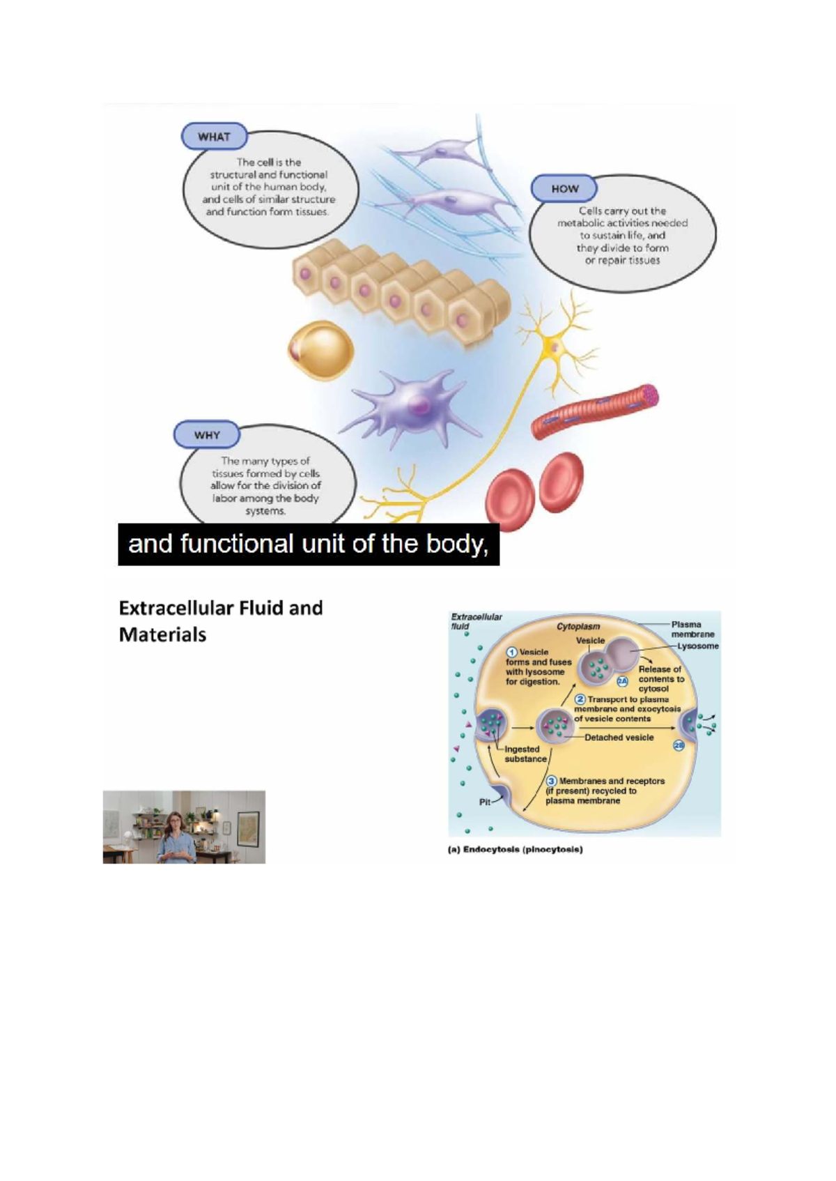Lecture on Extracellular Fluid and Tissue Types - Studocu