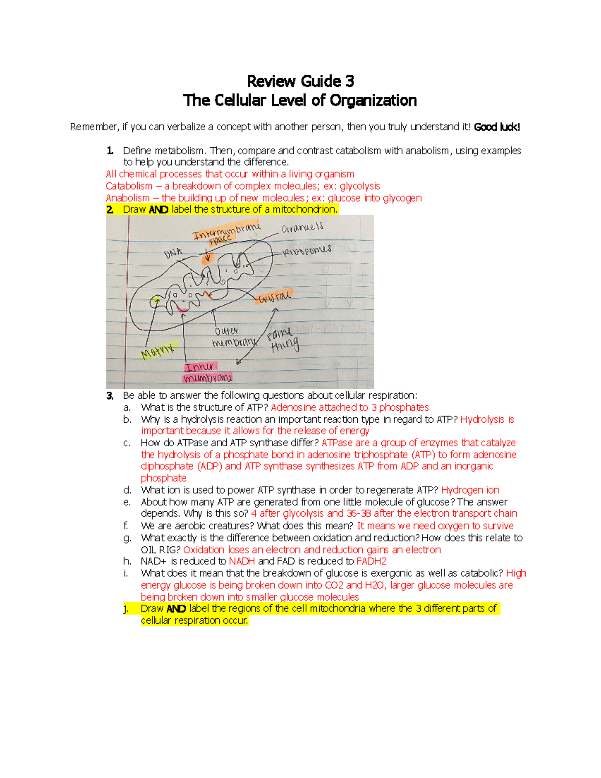 Review Guide 3 The Cellular Level Of Organization - Review Guide 3 The ...