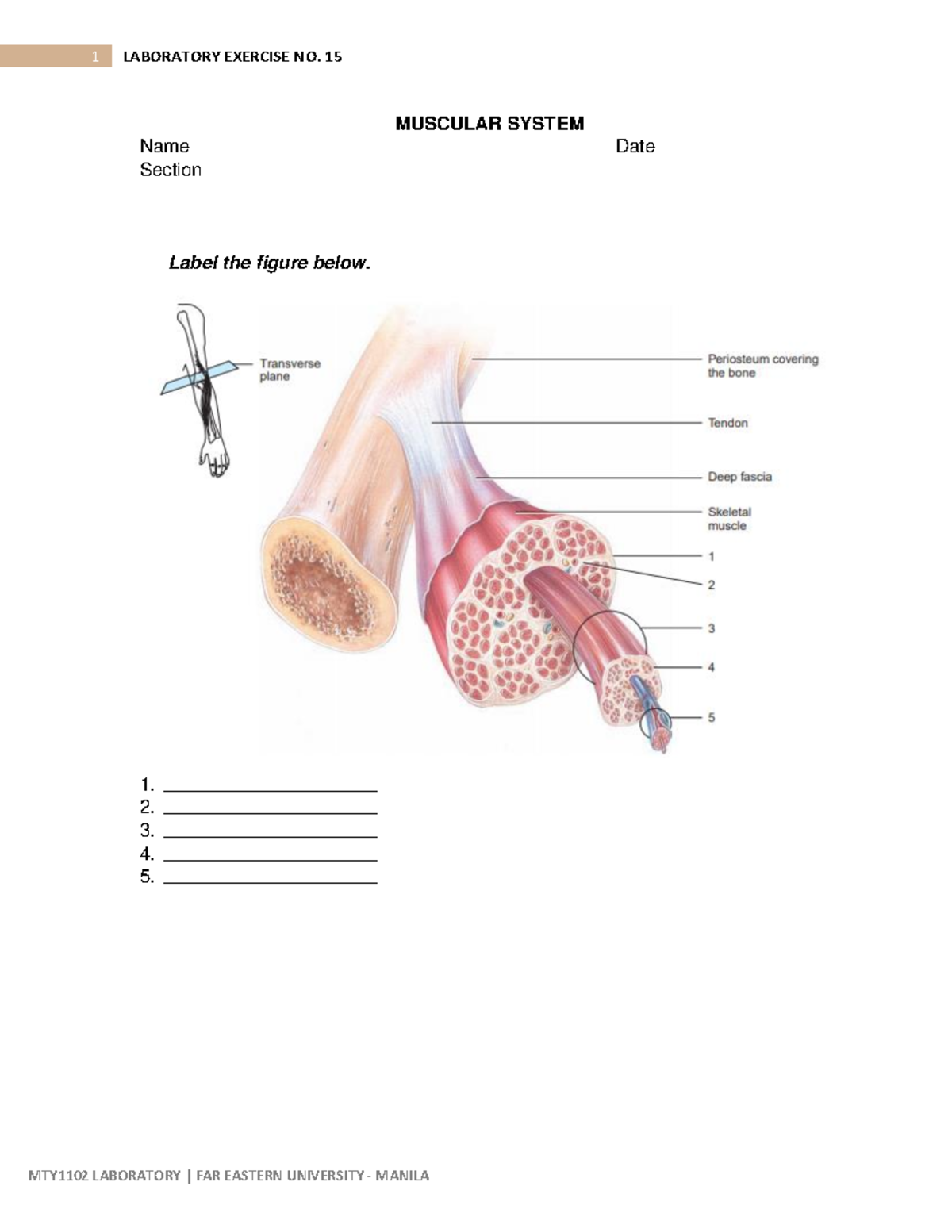 Week 6A - Muscular System Laboratory Exercise Guide - Studocu